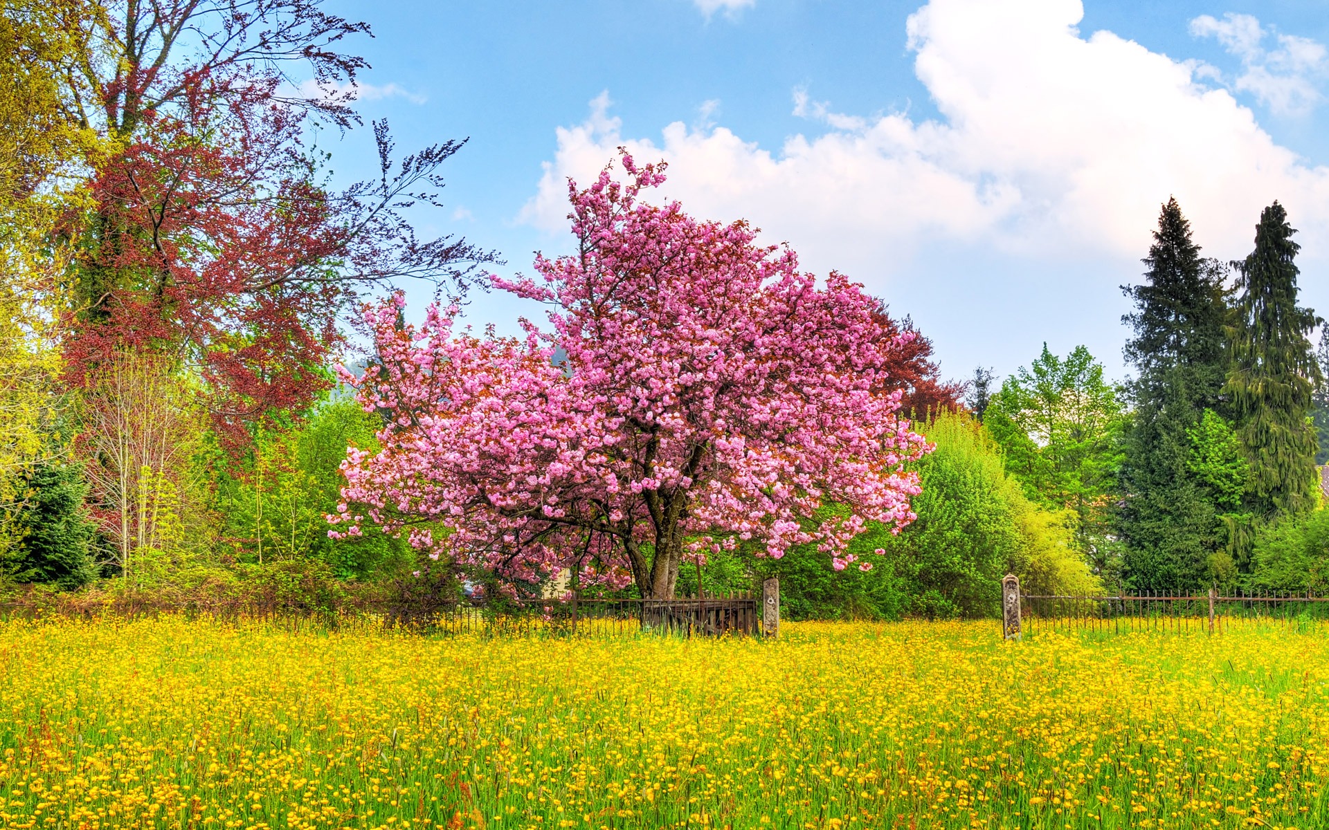 Wallpapers lilac tree fence on the desktop