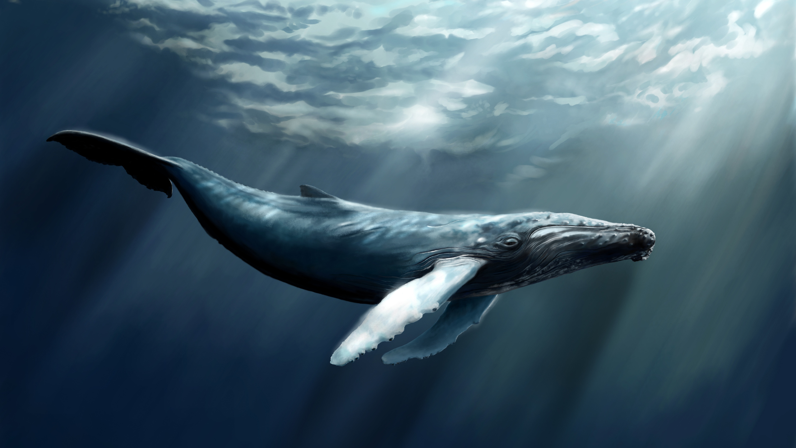 桌面上的壁纸鲸 深度 哺乳动物