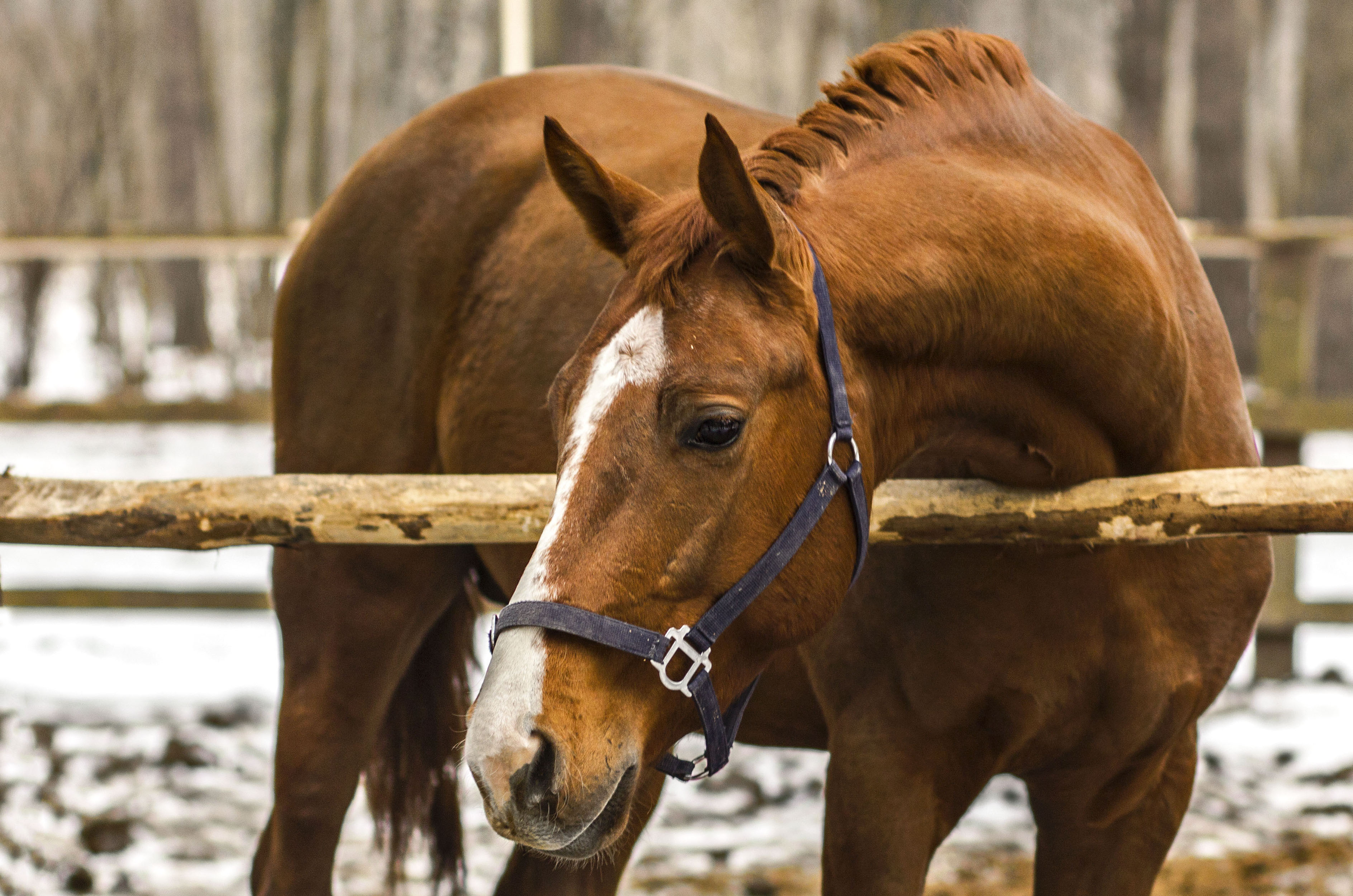 Wallpapers horse red animals on the desktop