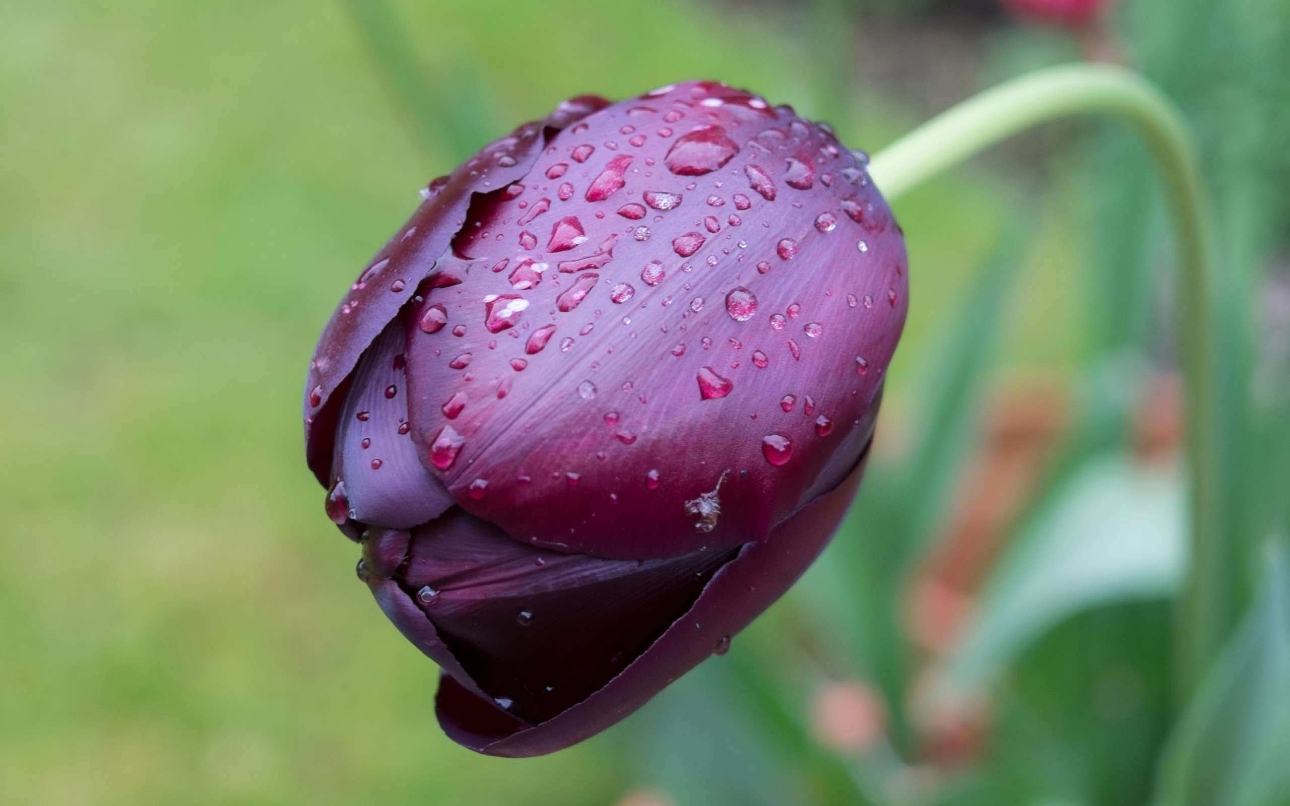 Wallpapers tulip burgundy bud on the desktop