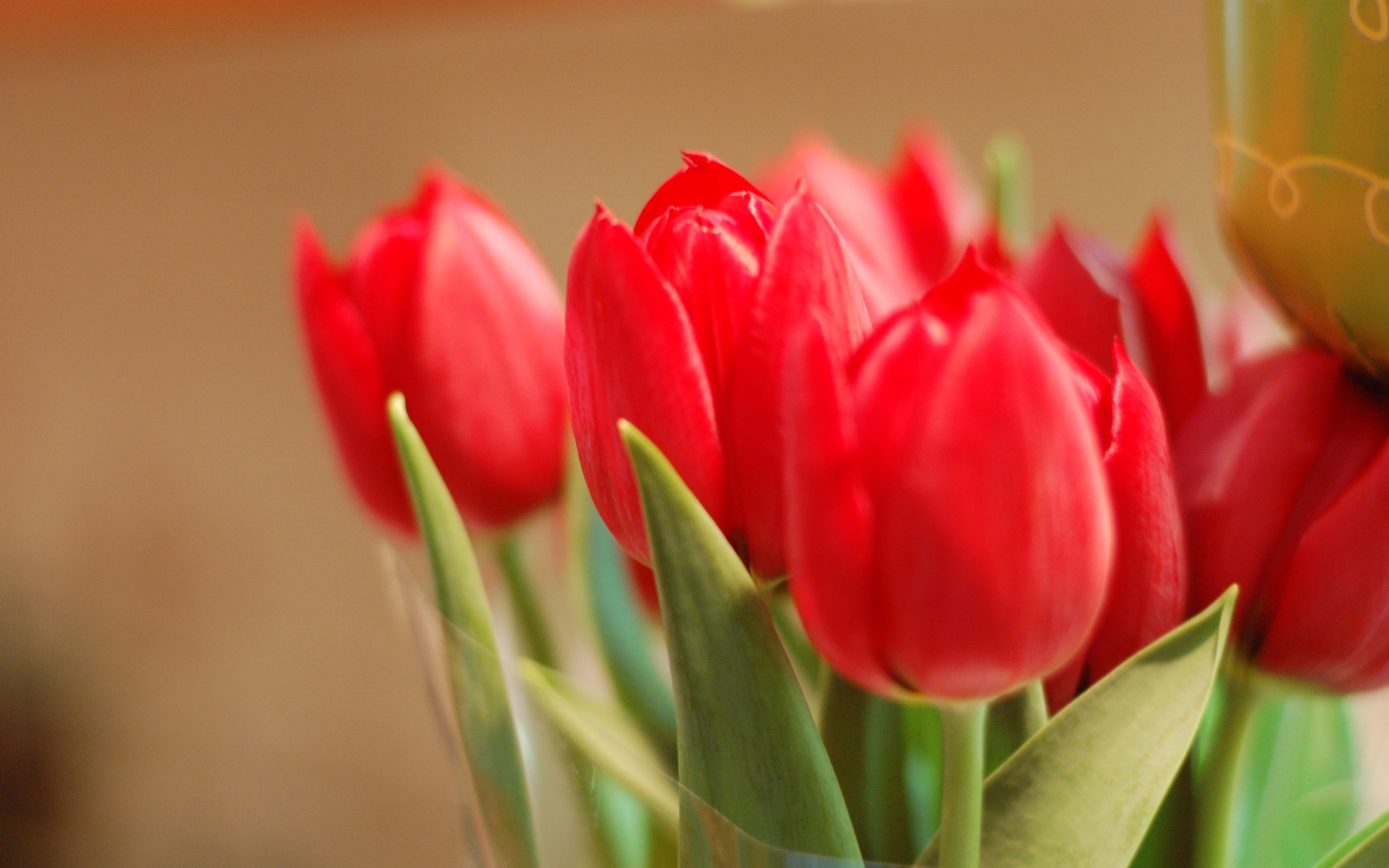 Wallpapers bouquet tulips red on the desktop