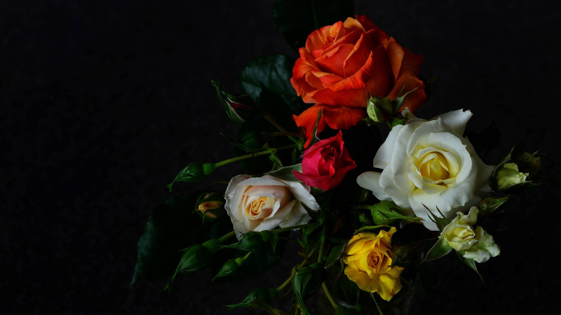 Wallpapers black background red roses roses on the desktop