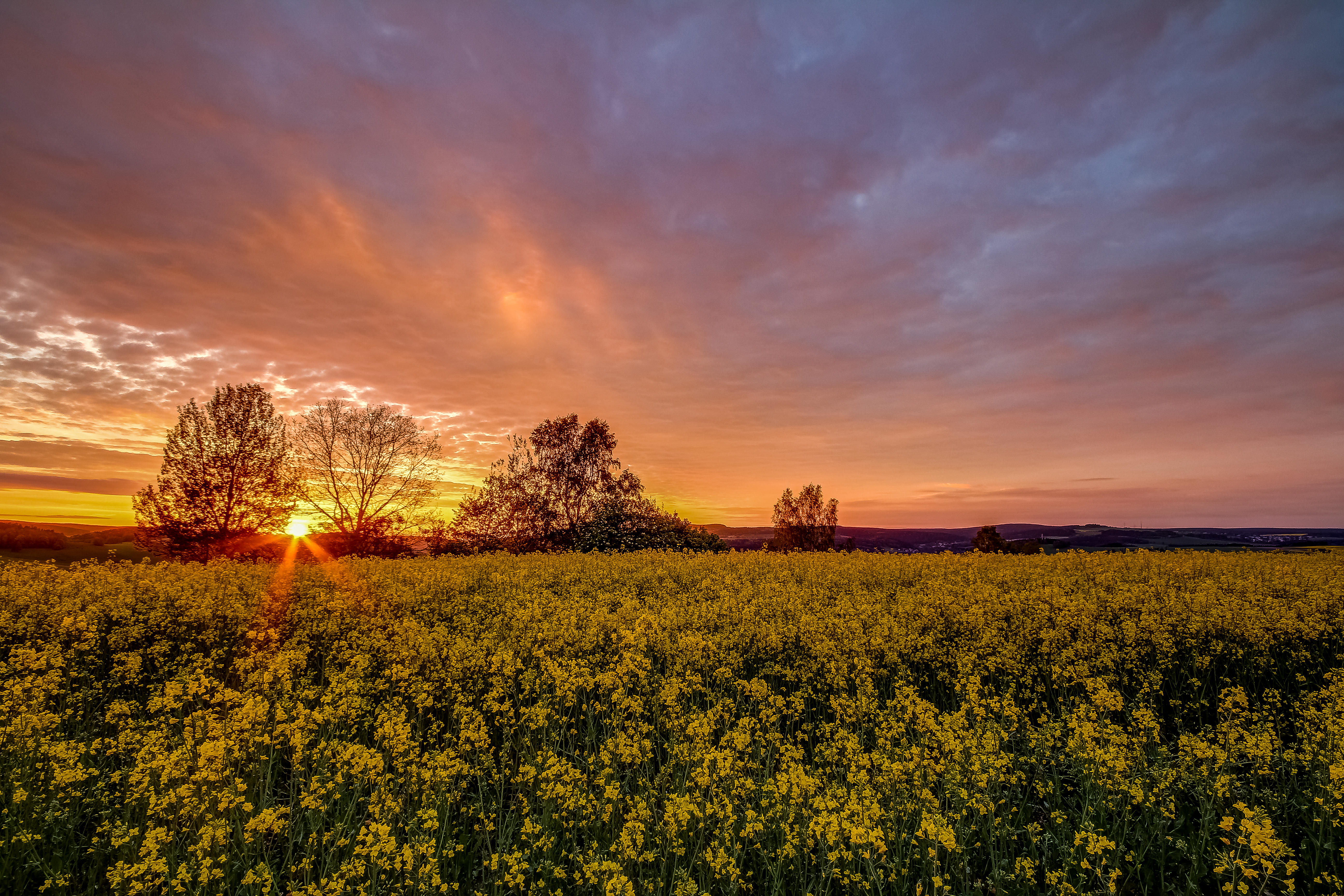 Wallpapers sunset field yellow field on the desktop