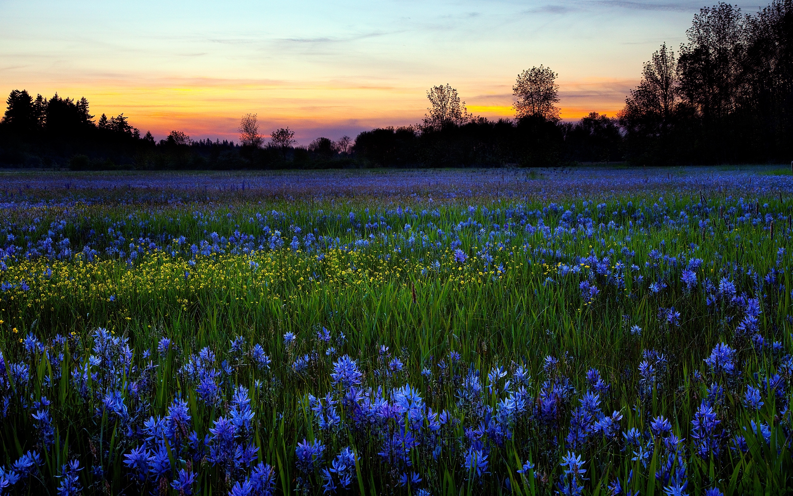 Wallpapers field flowers sunset on the desktop