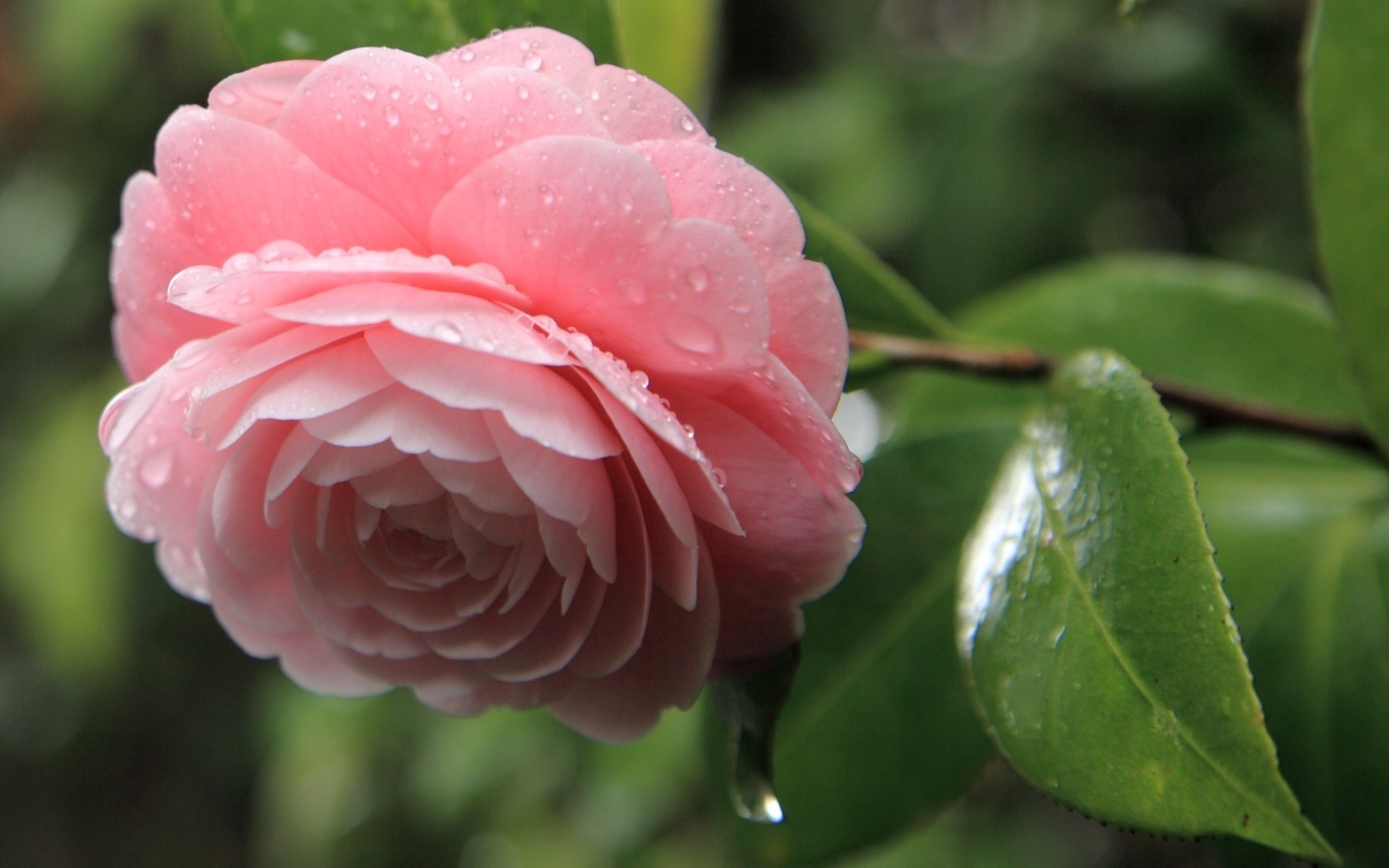 Wallpapers rose leaves petals on the desktop