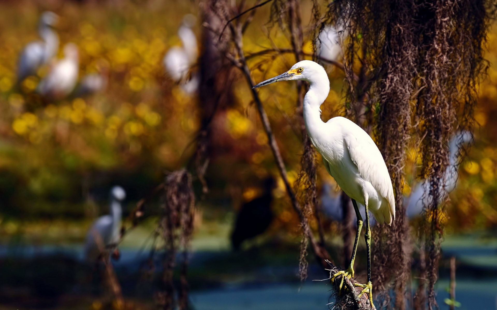 Wallpapers heron paws legs on the desktop