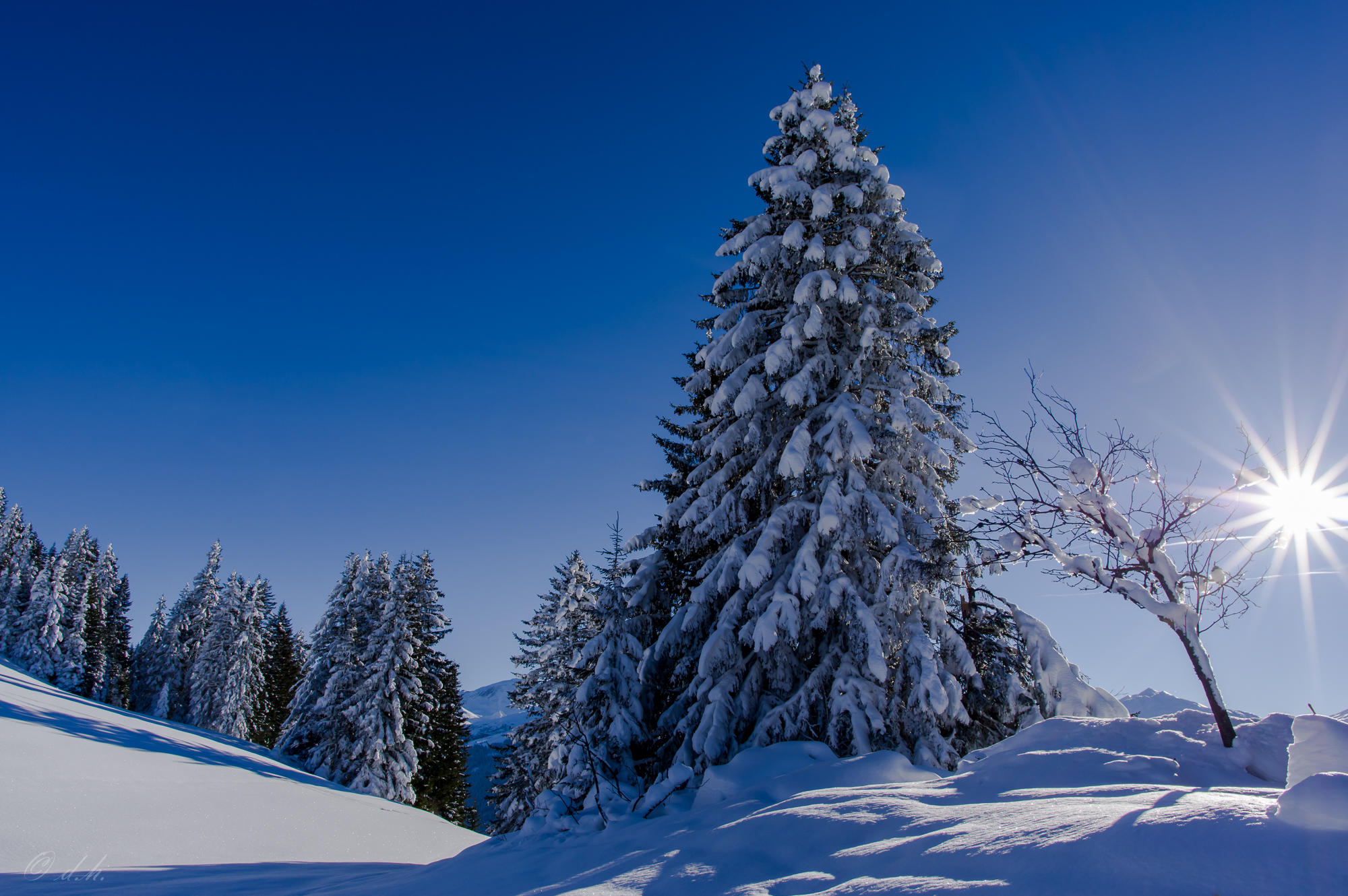 Wallpapers snowdrifts landscape branches in the snow on the desktop