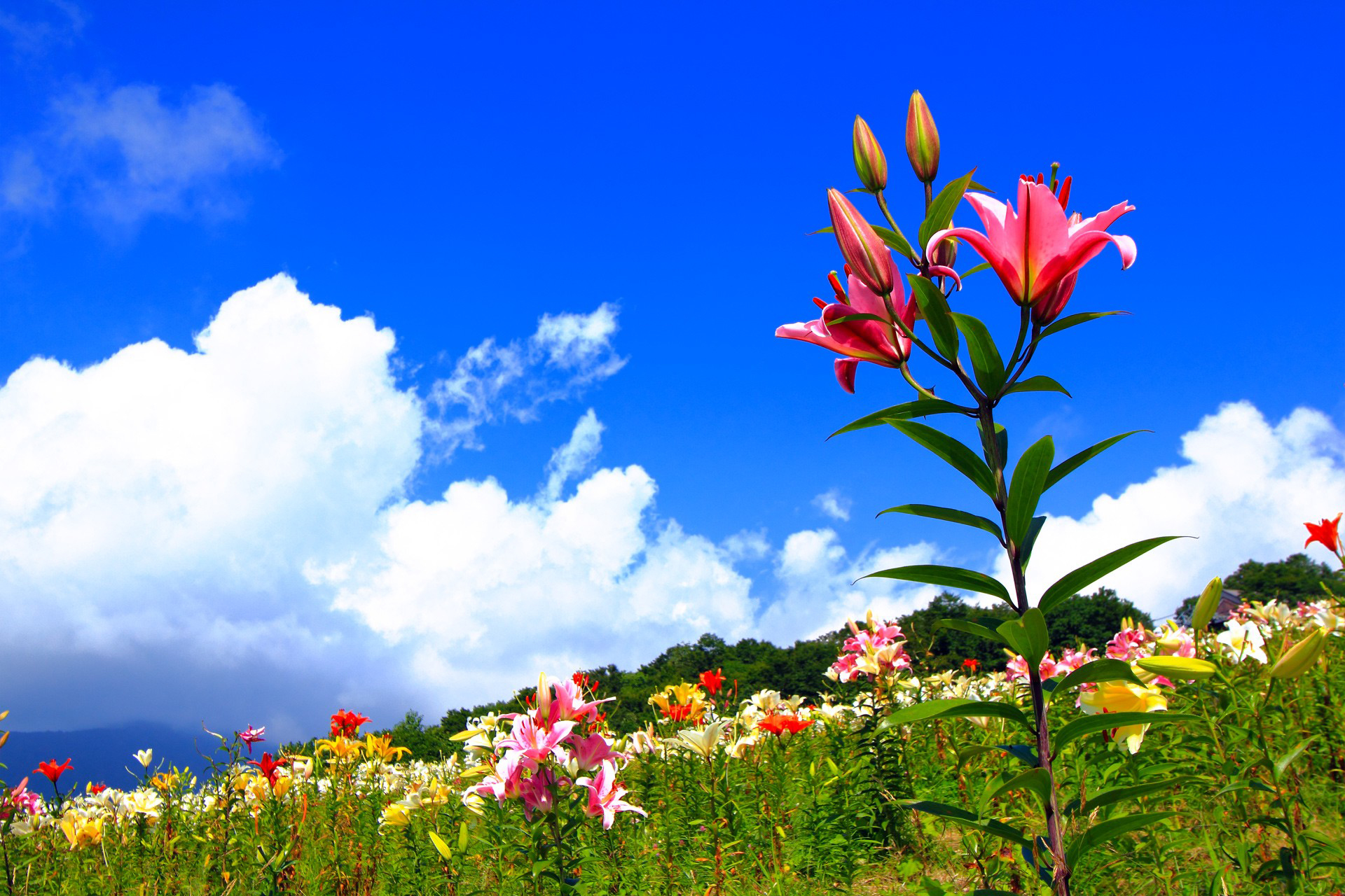 Wallpapers lilies grass flowerbed on the desktop