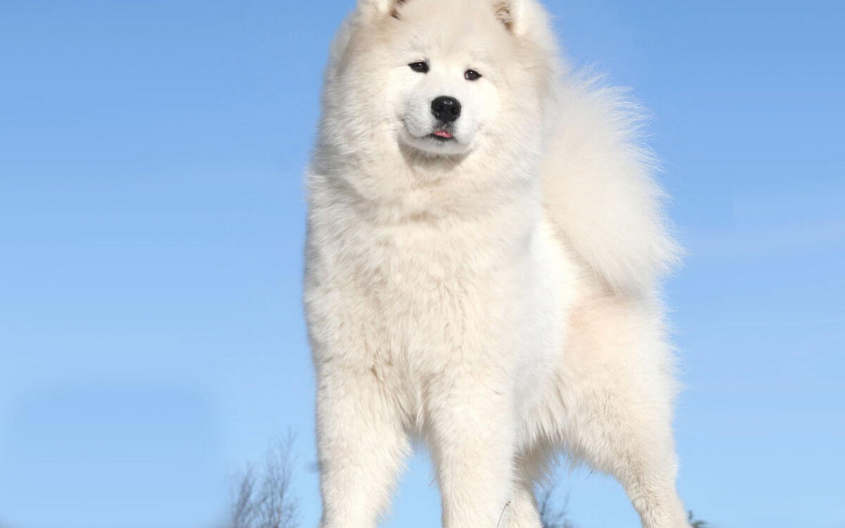 Большая белая собака фото Большая белая собака фото