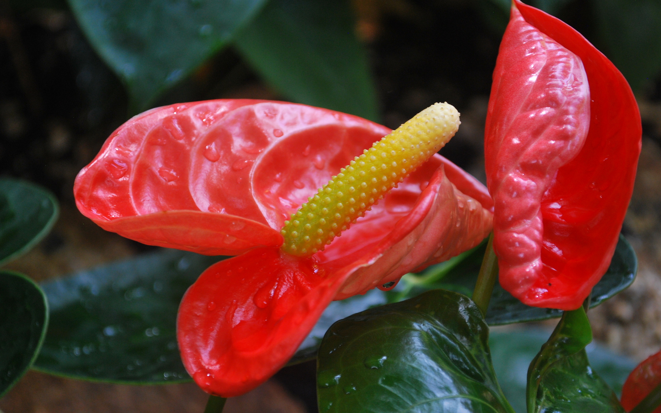 Wallpapers flower red stamen on the desktop