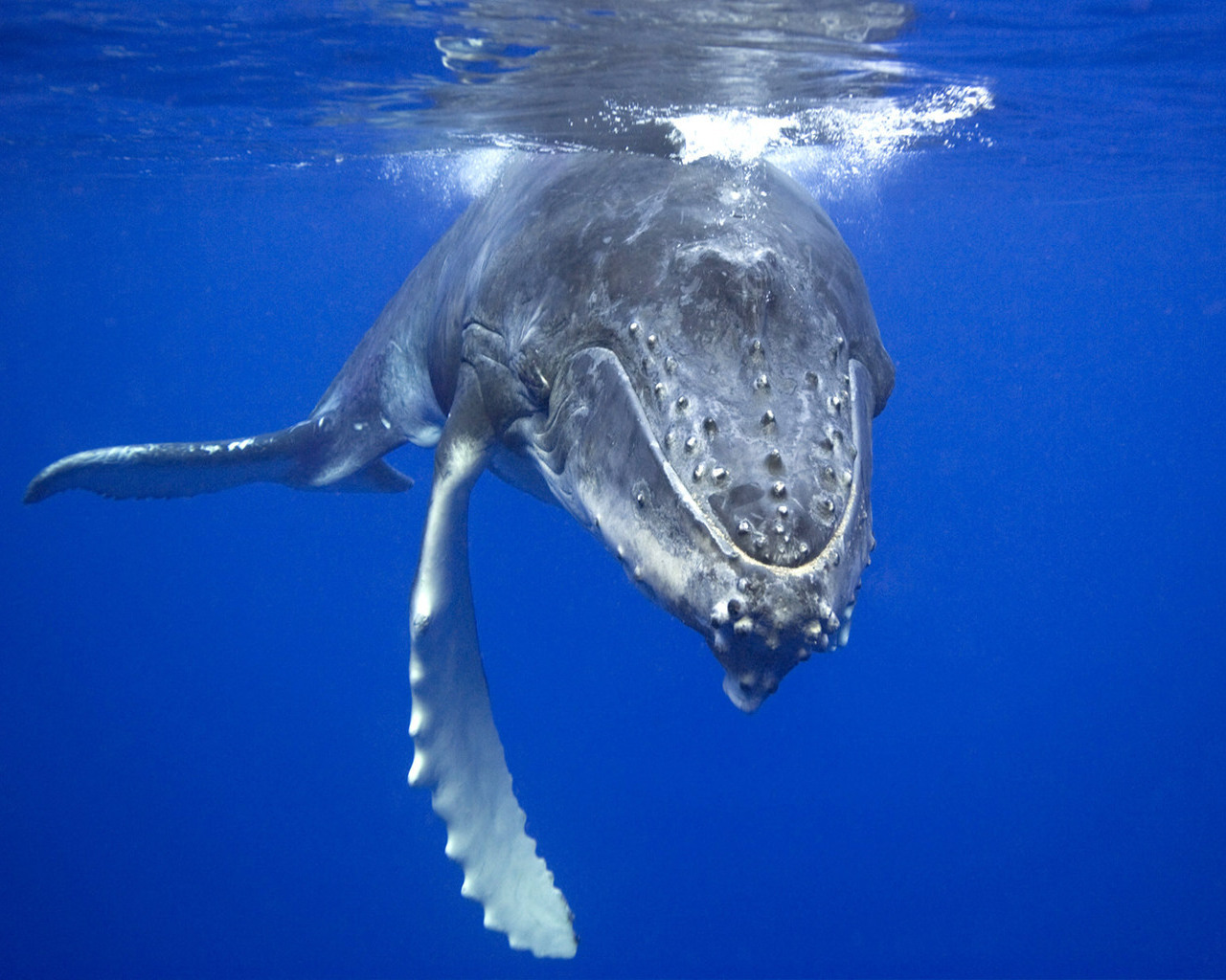 Free photo A humpback whale comes out of the water.