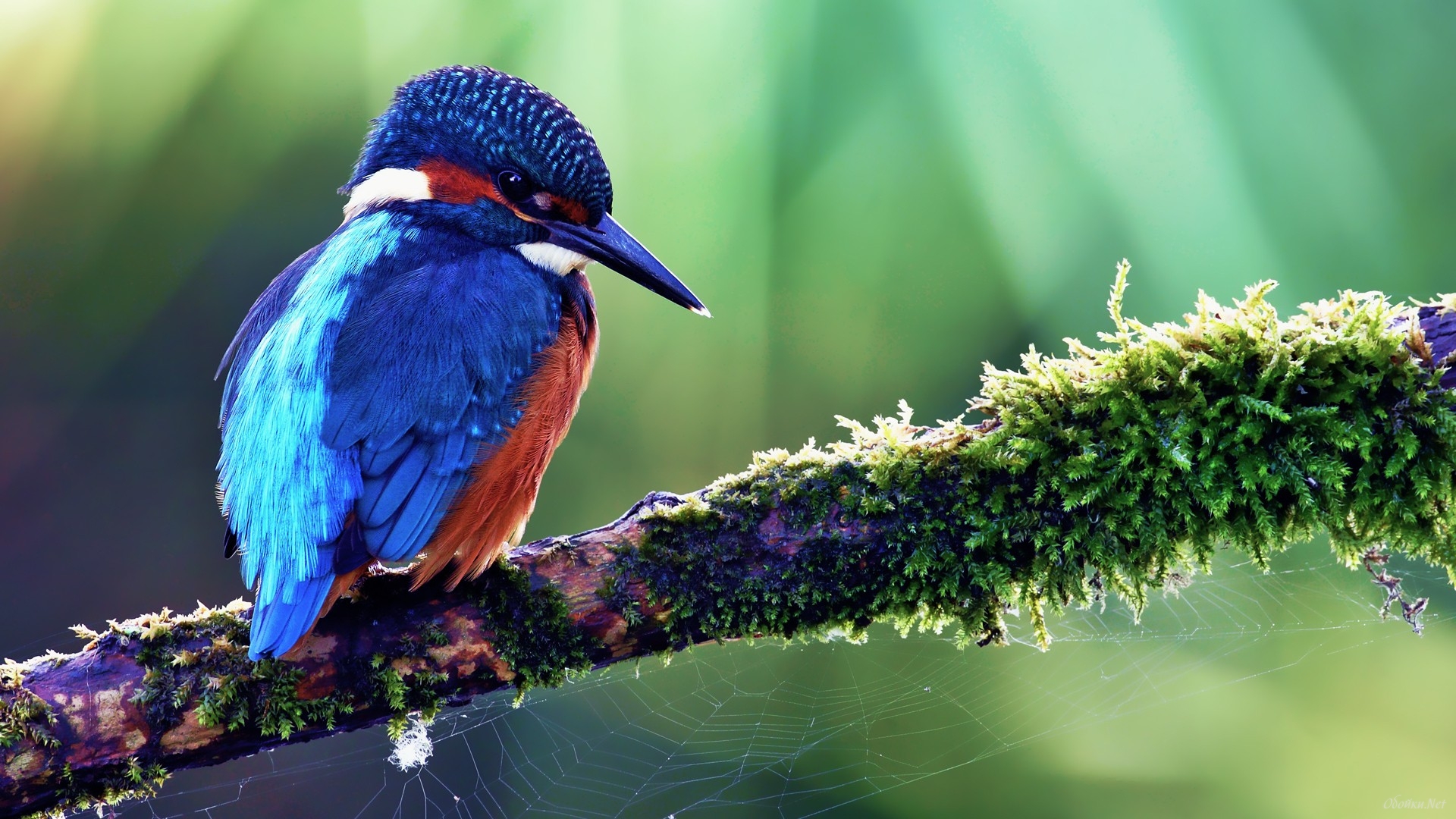 Free photo A little bird with blue feathers.