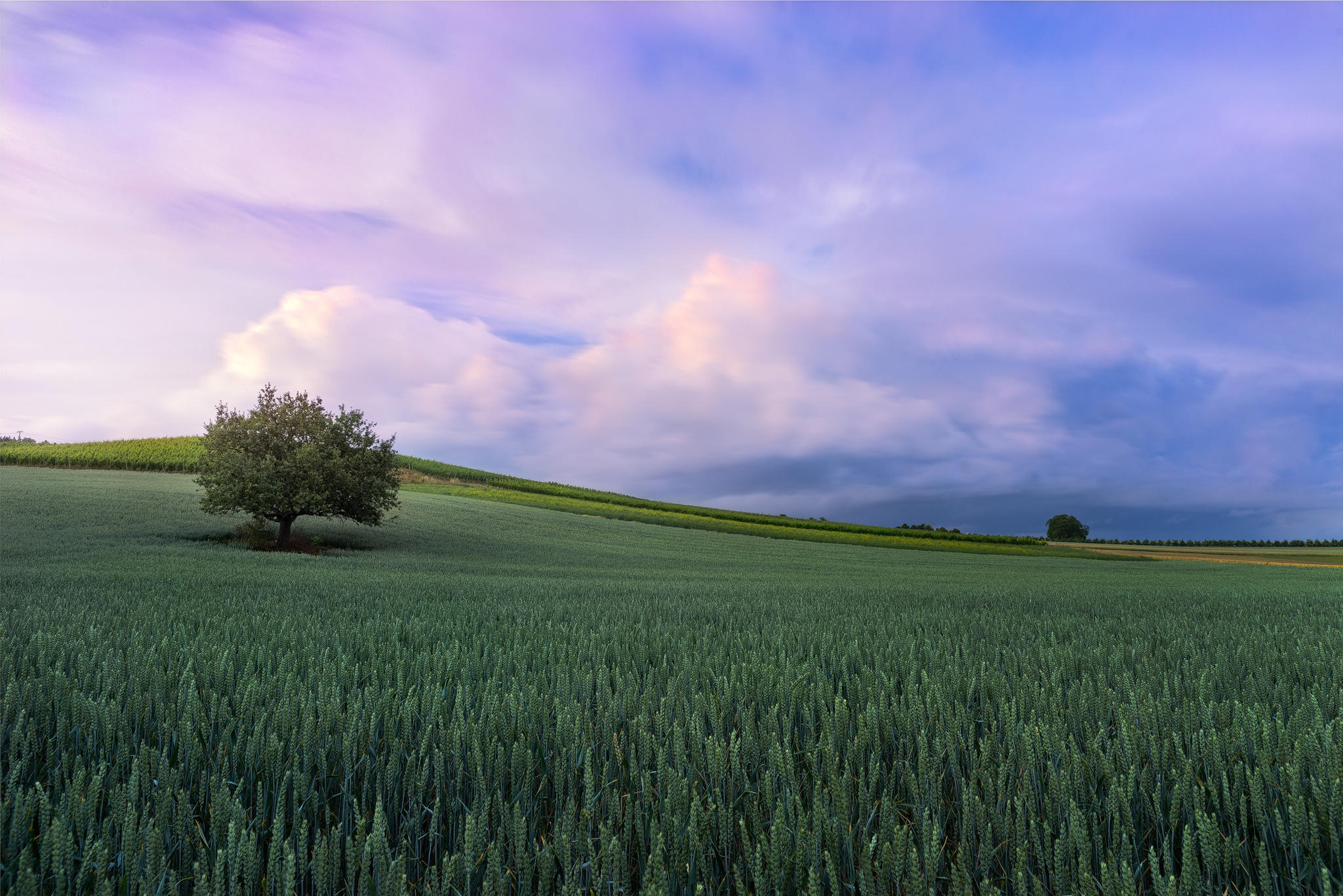 Wallpapers landscapes tree lone tree on the desktop