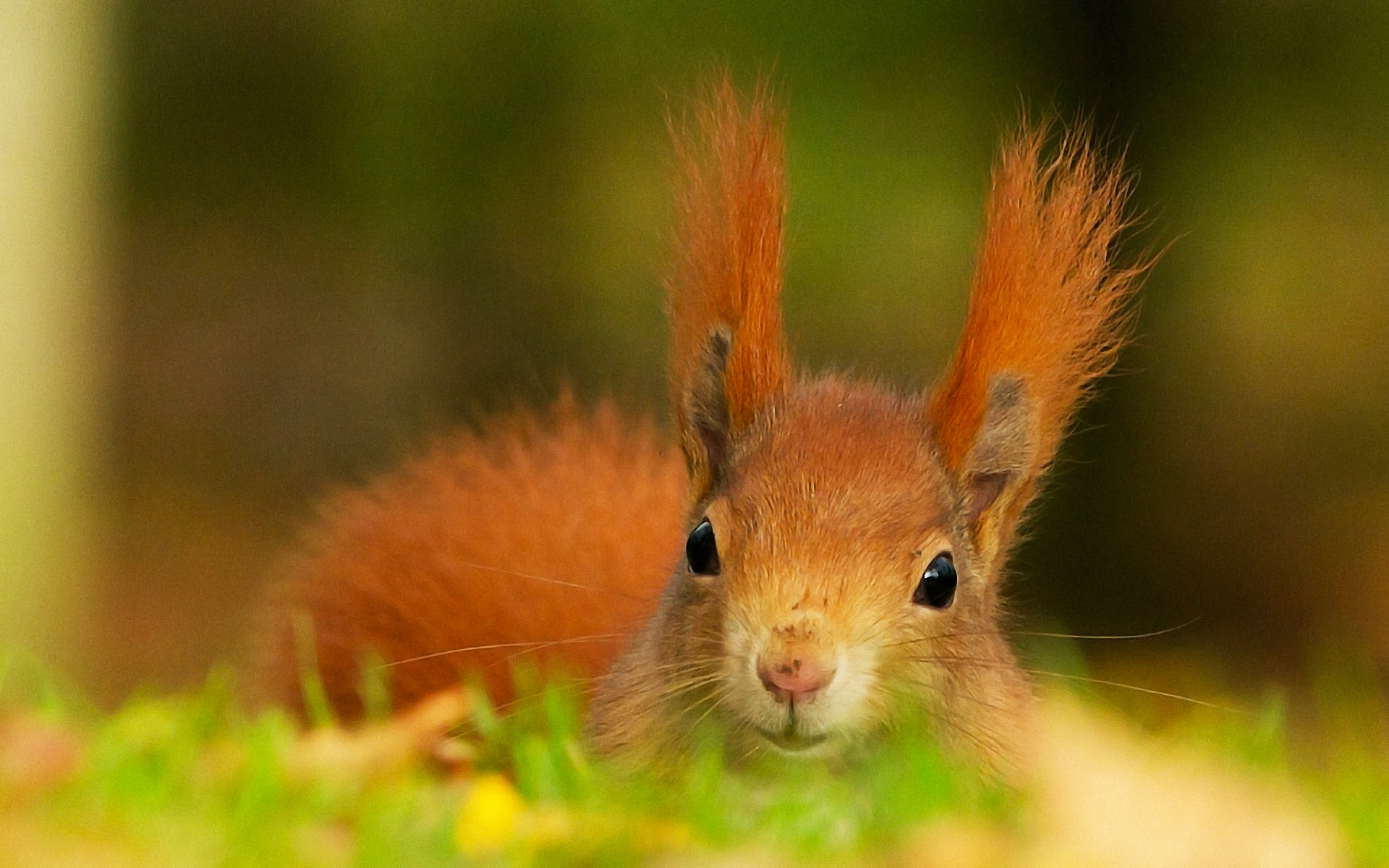 Wallpapers squirrel animal ears on the desktop