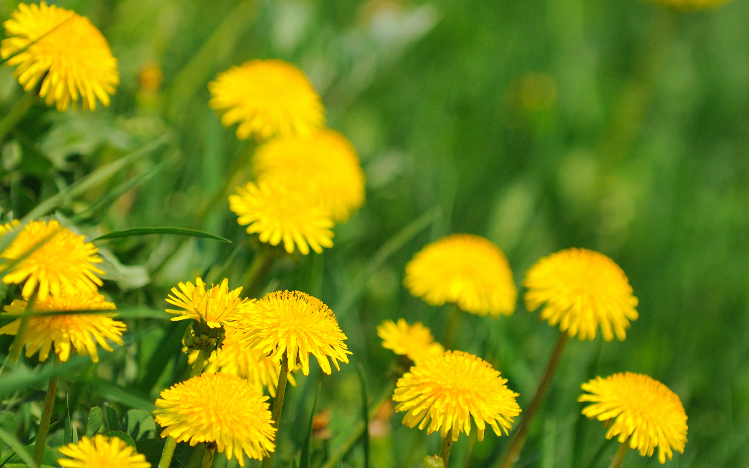 Wallpapers dandelions yellow stems on the desktop