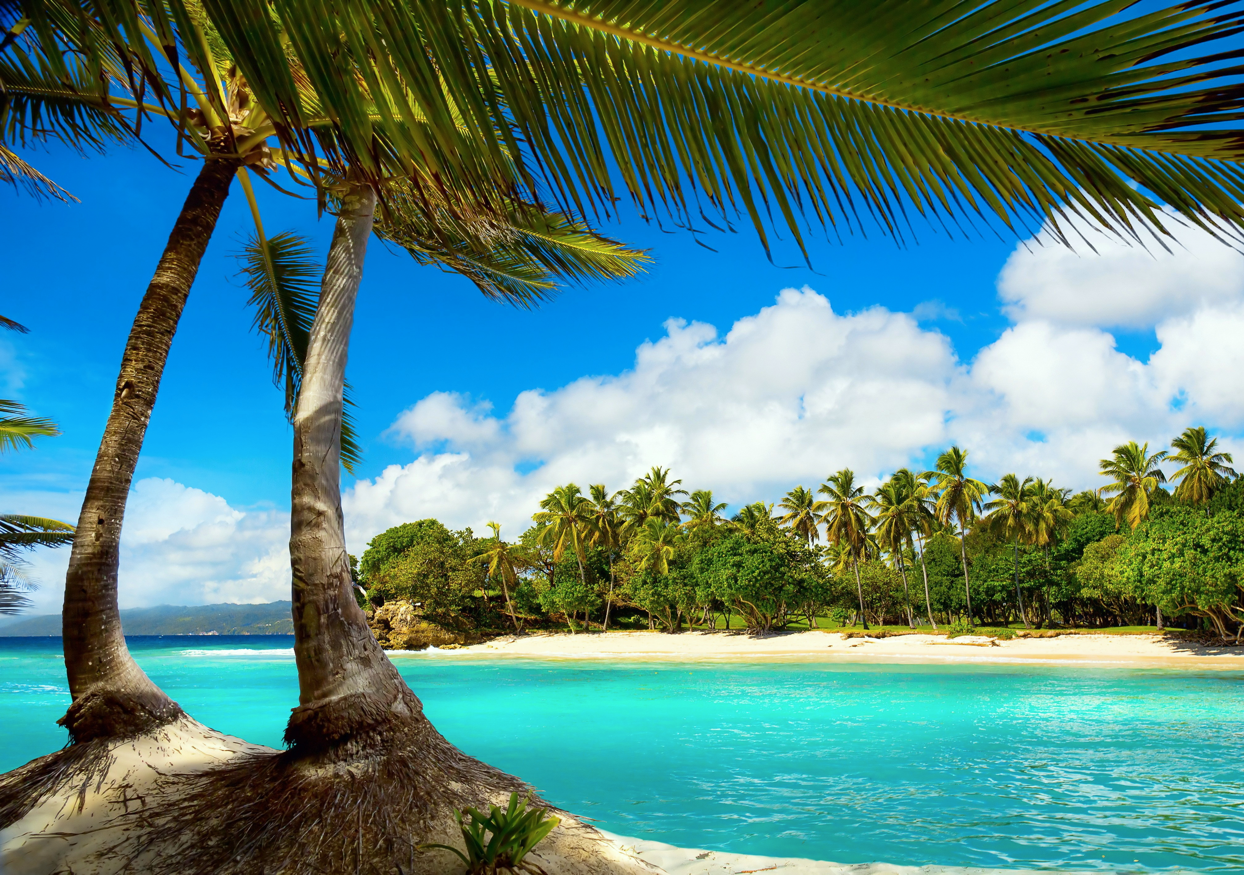 Обои пляж пальмовые листья пейзажи на рабочий стол