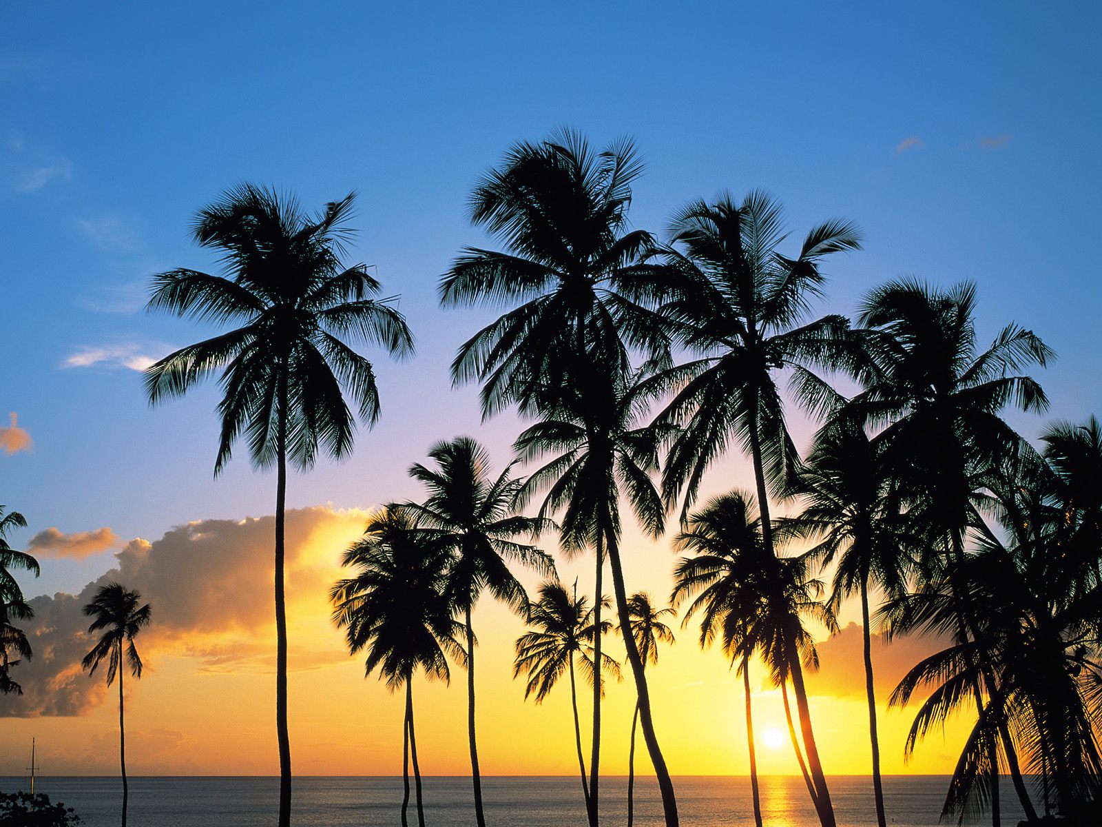 Wallpapers trees palms sand on the desktop