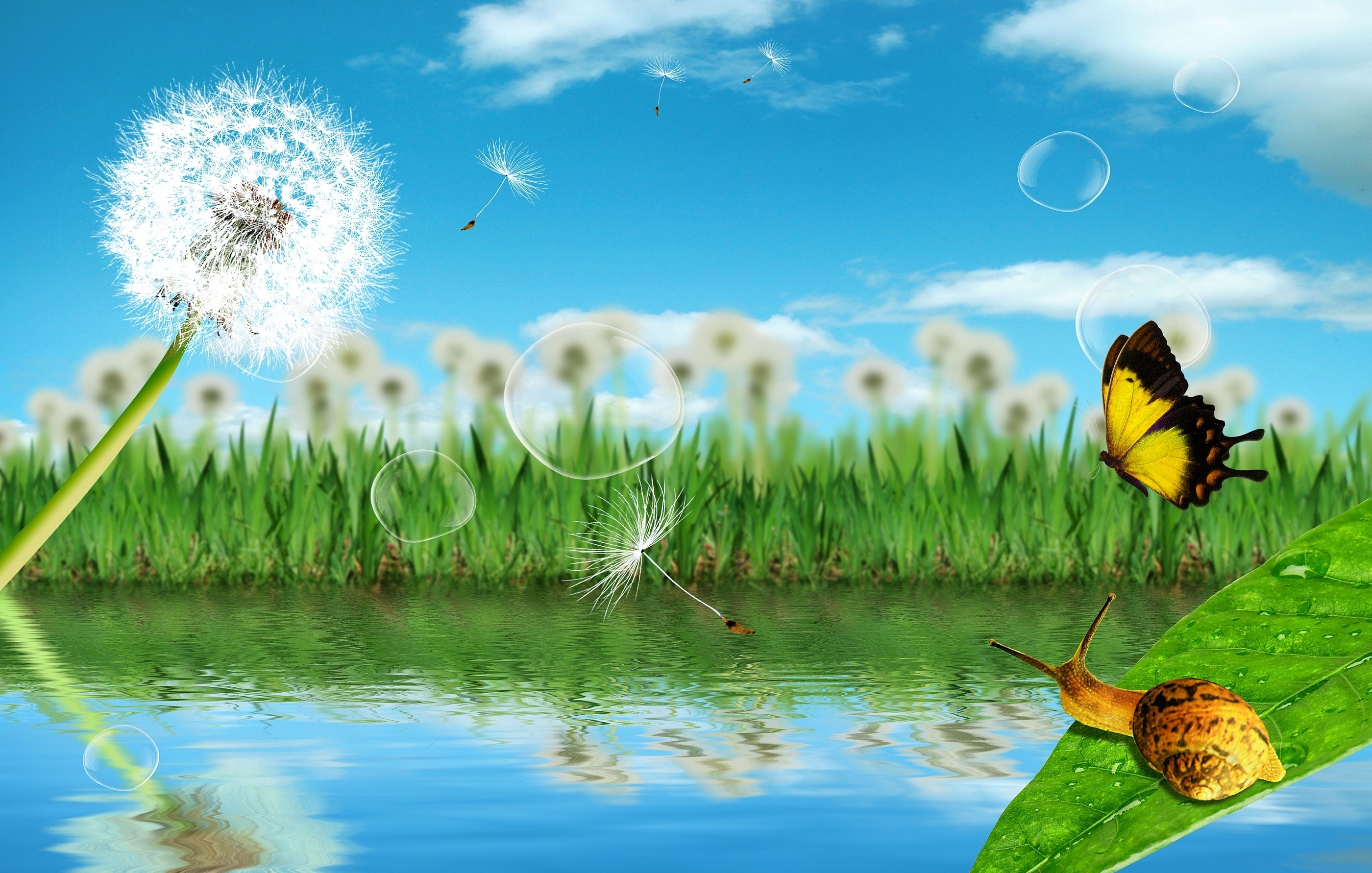 Wallpapers lake dandelions grass on the desktop