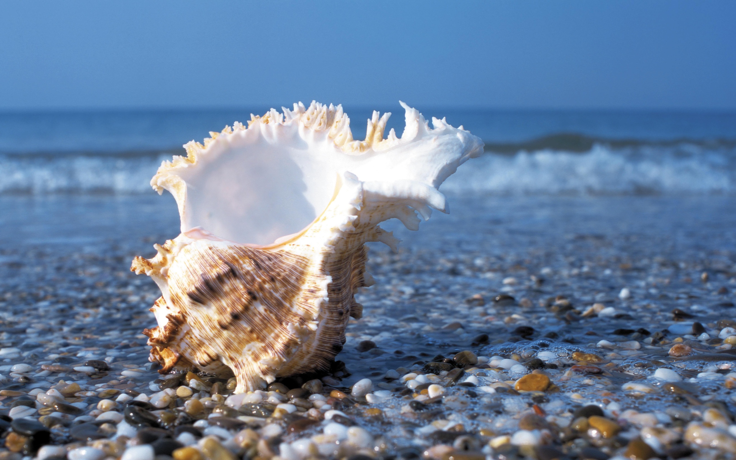 Wallpapers seashell shore stones on the desktop