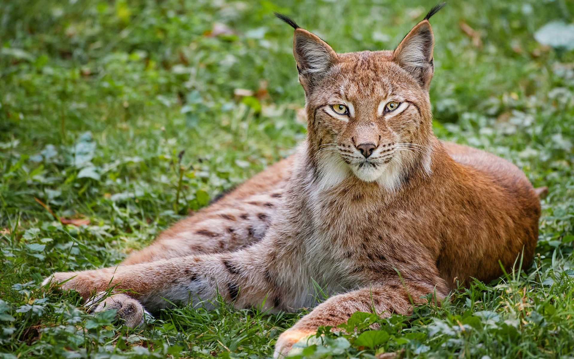 Wallpapers lynx muzzle ears on the desktop