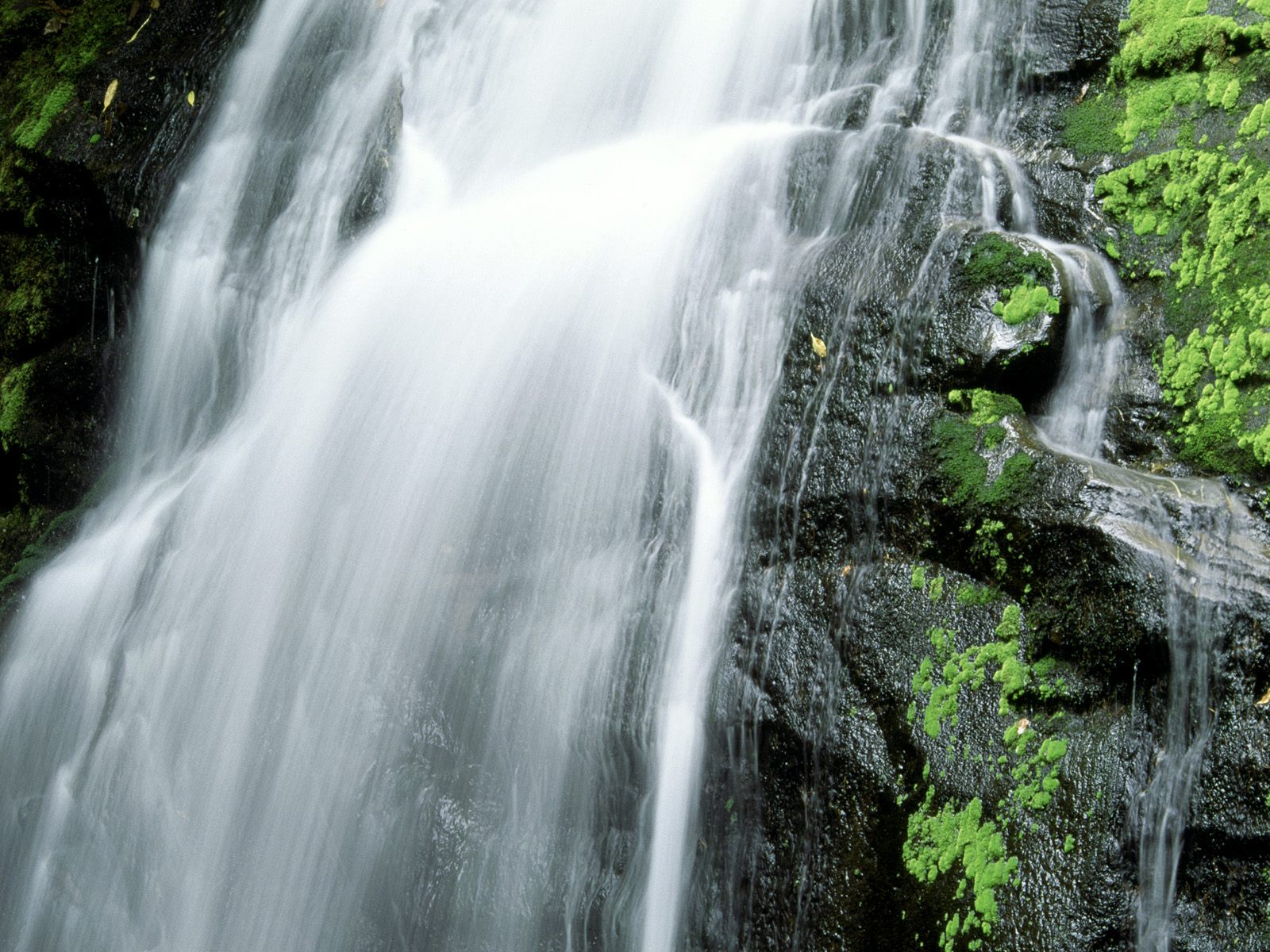 Wallpapers water waterfall greenery on the desktop