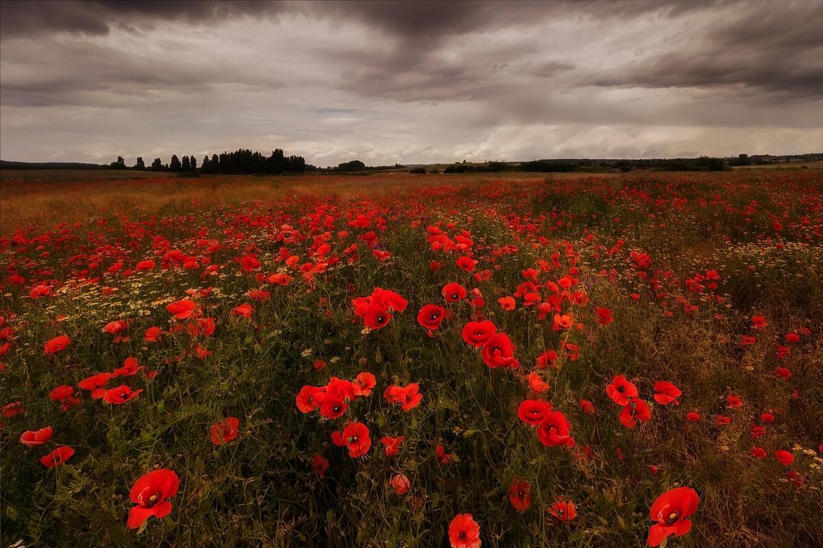 Pin by Stamatescu Florian on Picturi Pictures of poppy flowers, Poppy flower gar
