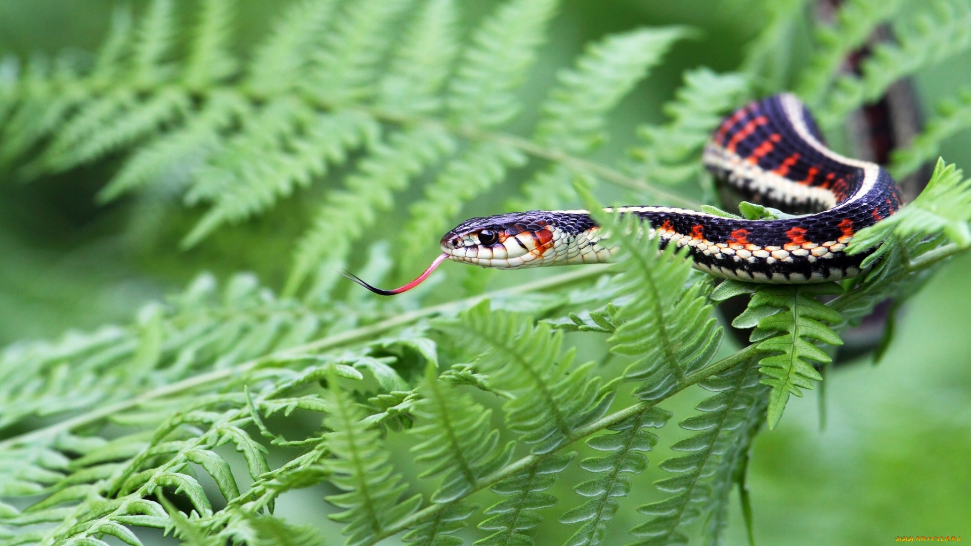 Wallpapers snake red striped on the desktop