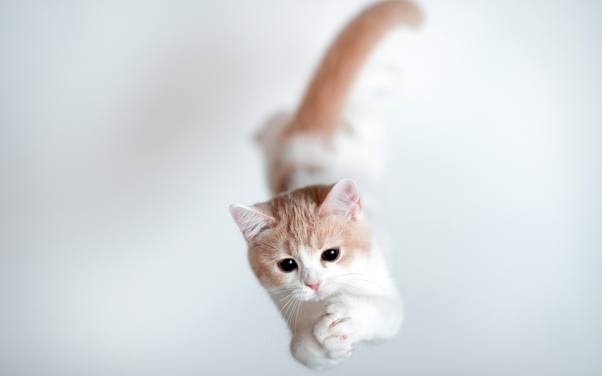 桌面上的壁纸小猫 白色 姜