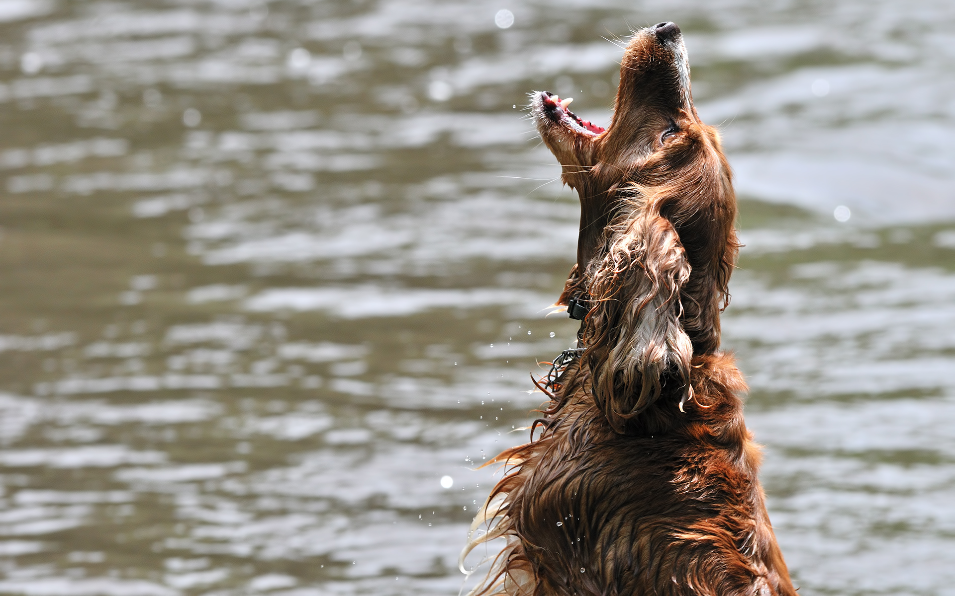 Wallpapers ears sea puppy on the desktop