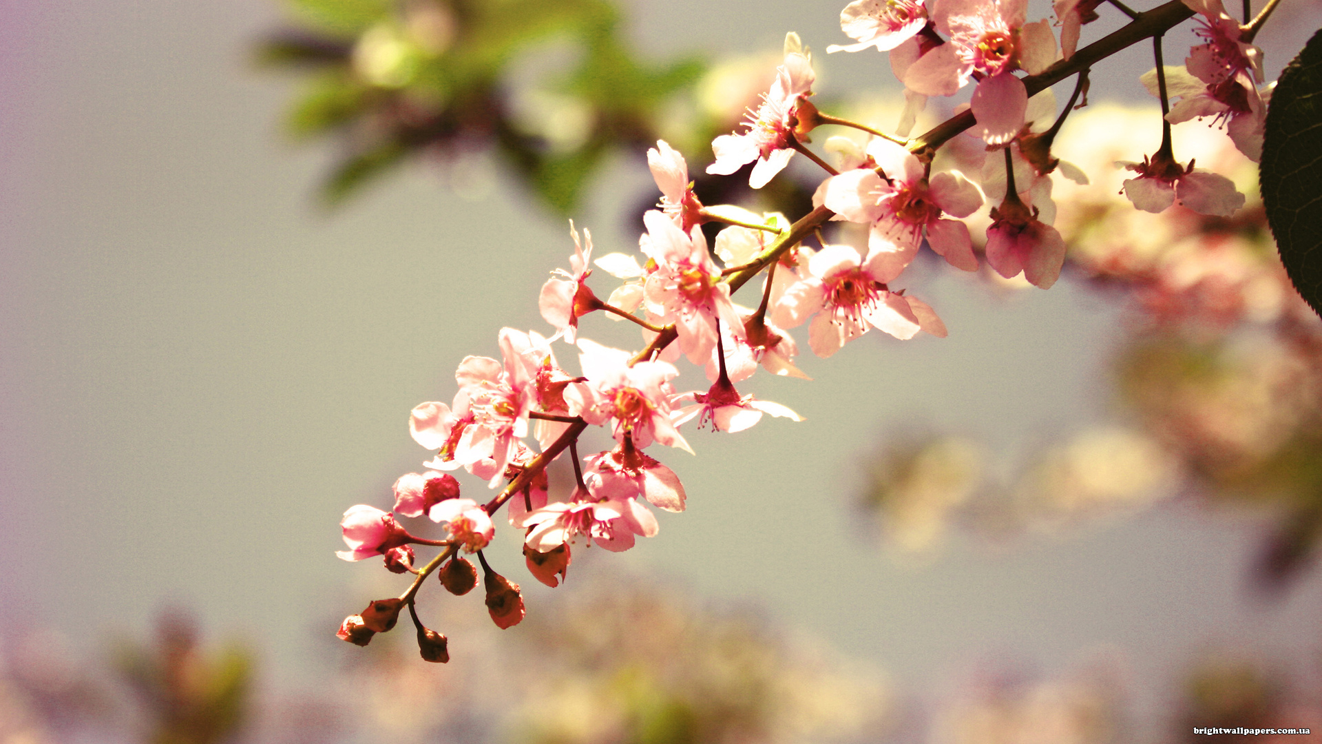 Wallpapers flowers tree branch on the desktop