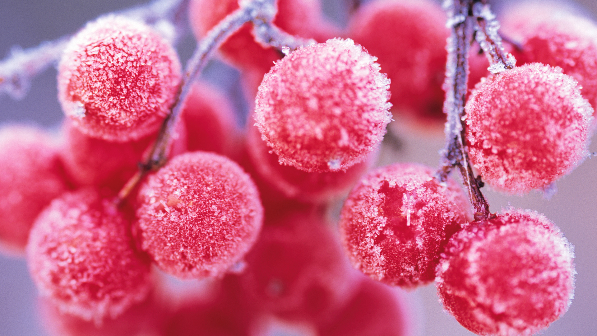 红色浆果结满了霜。