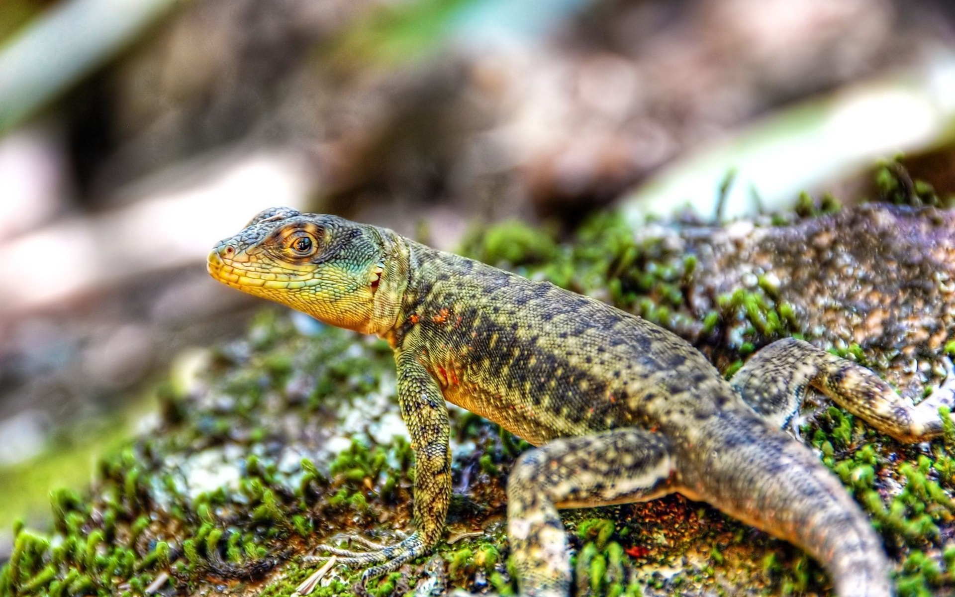 Wallpapers lizard mammal tail on the desktop