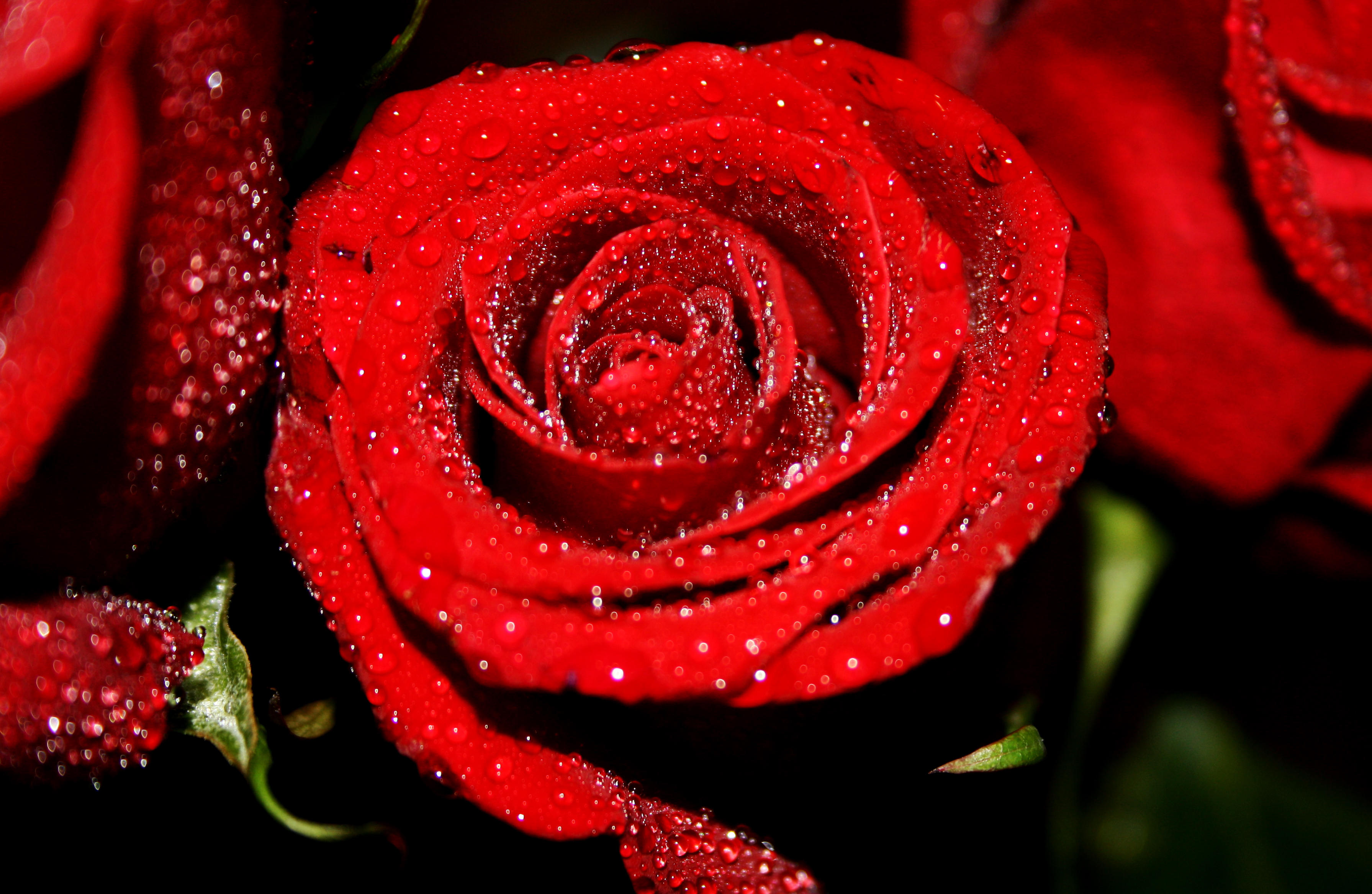 Download roses, rose wallpaper free