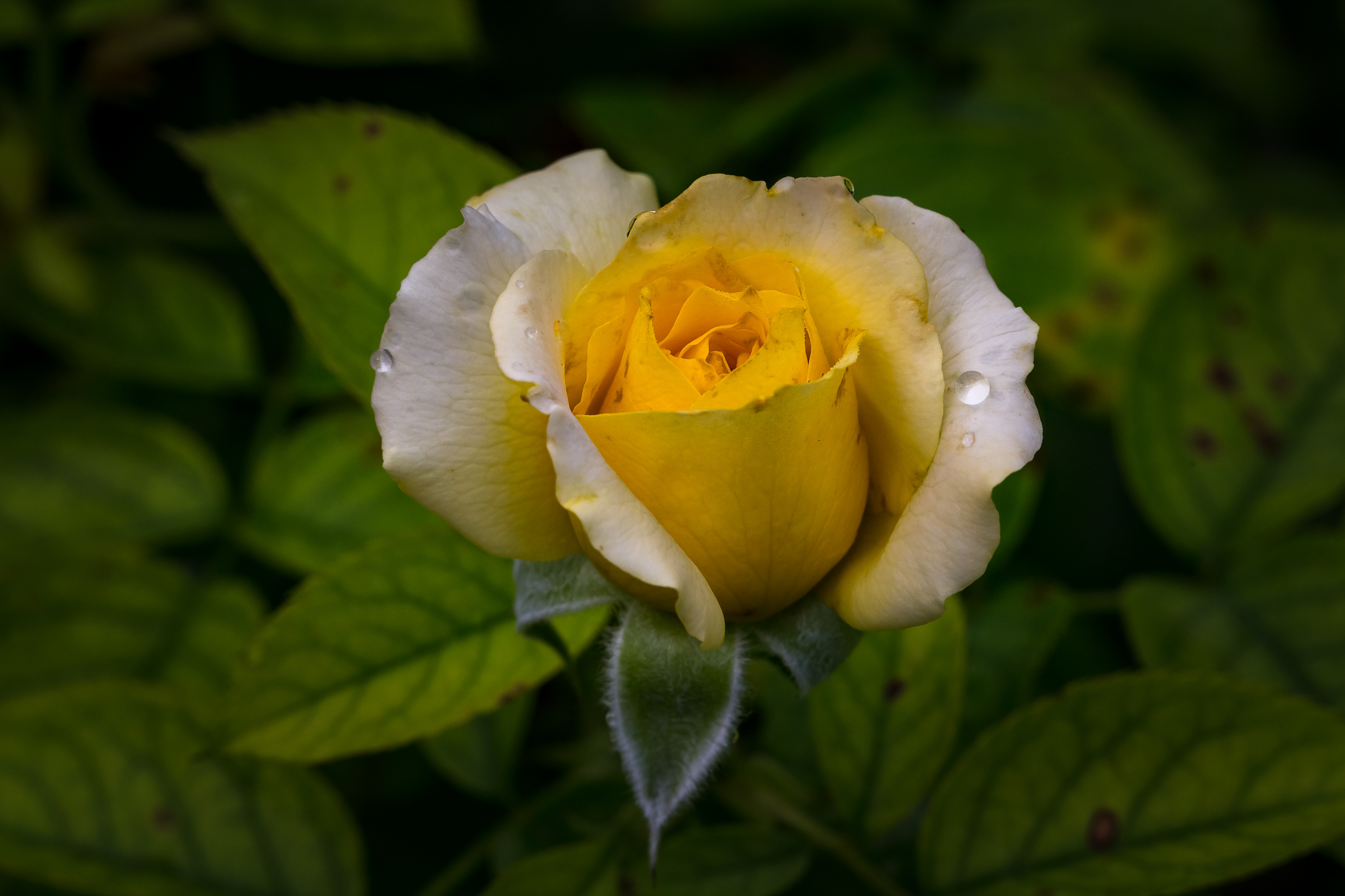 Обои желтая роза флора цветы на рабочий стол