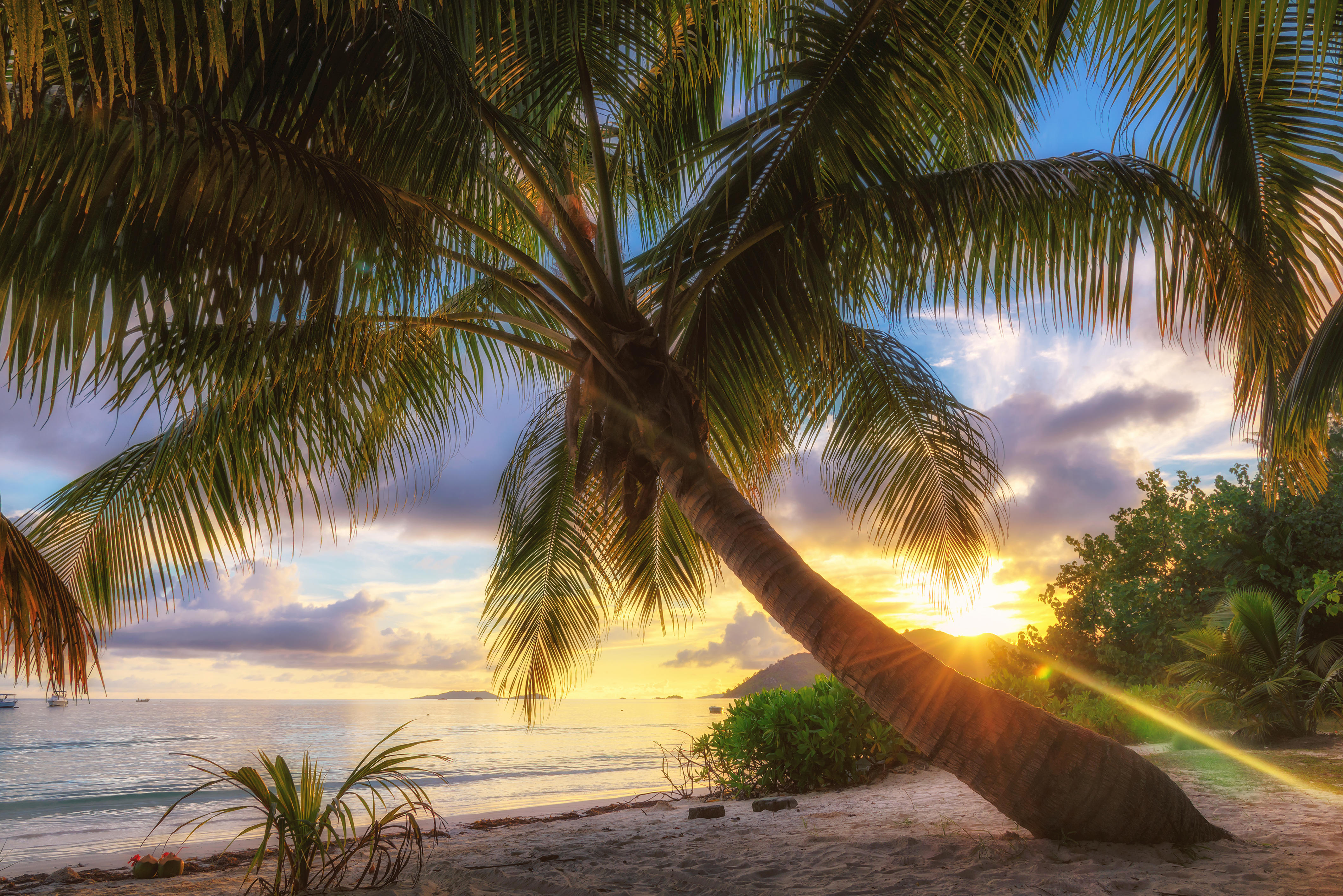 免费照片桌面上的棕榈树，日落屏幕保护程序