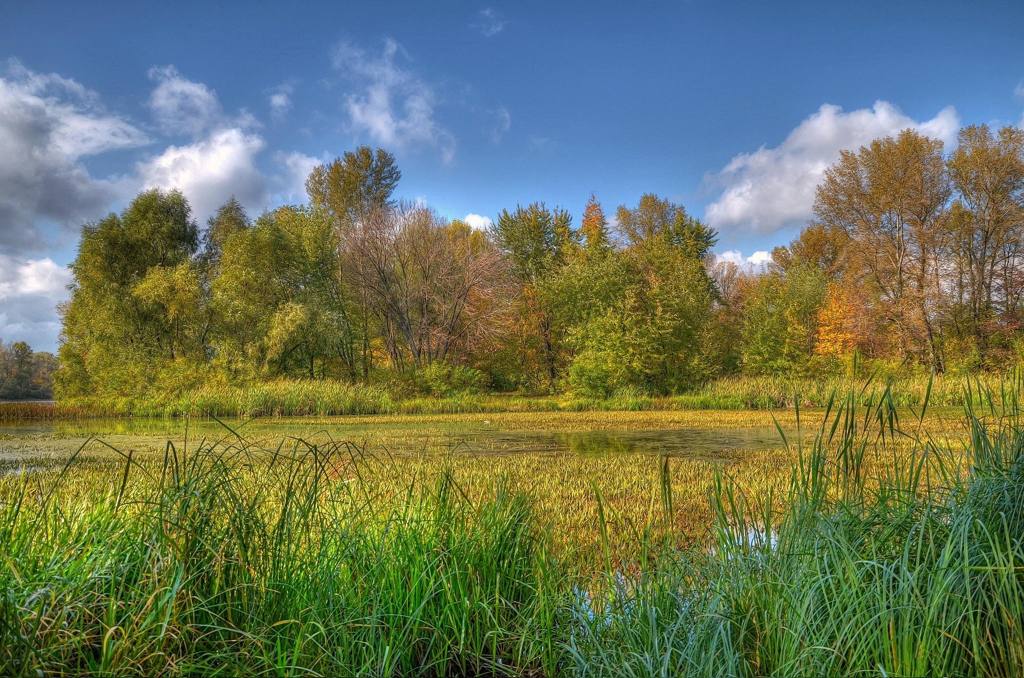 Wallpapers trees river Kiev on the desktop