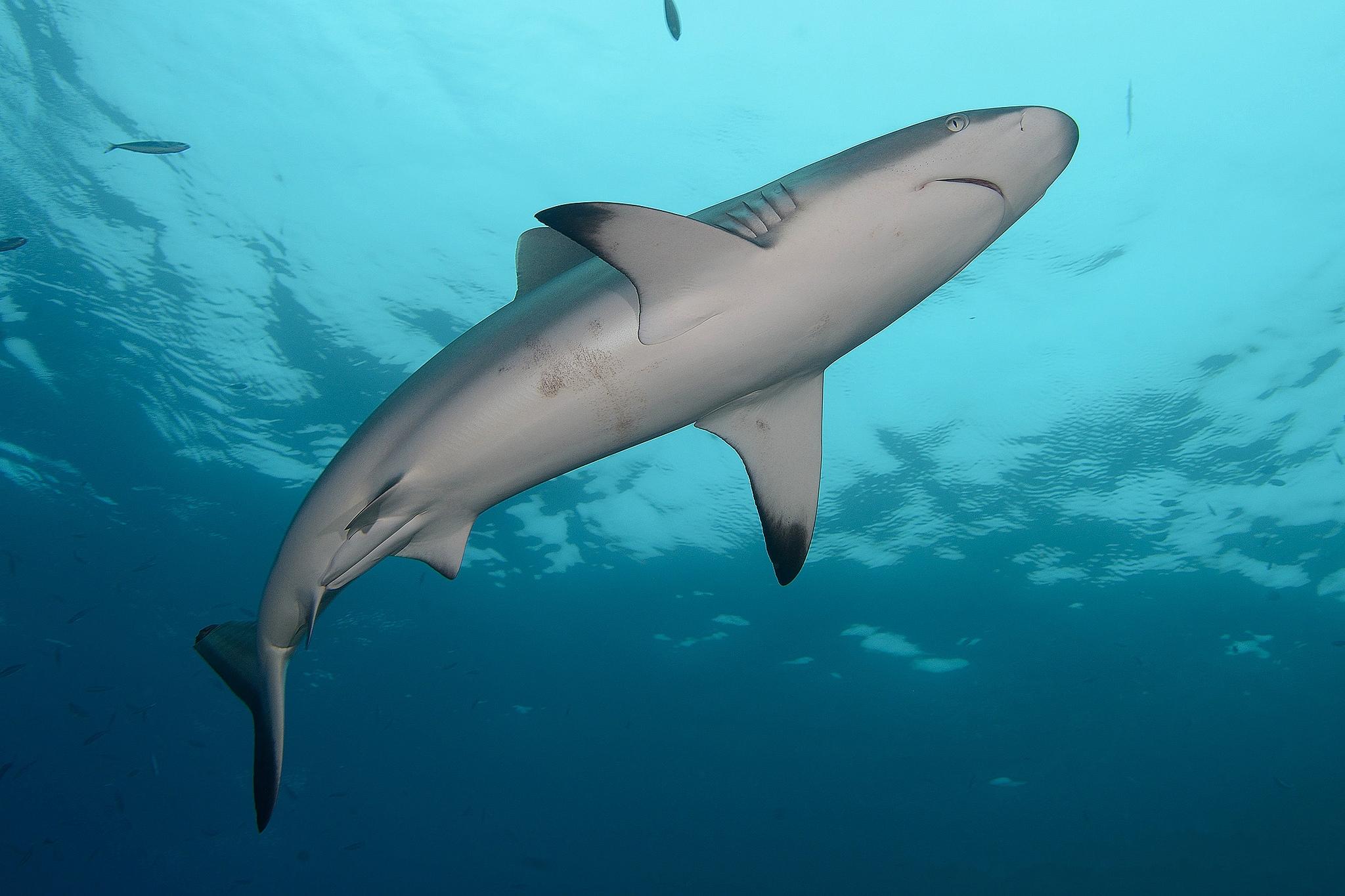 桌面上的壁纸底视图 海底世界 海生物