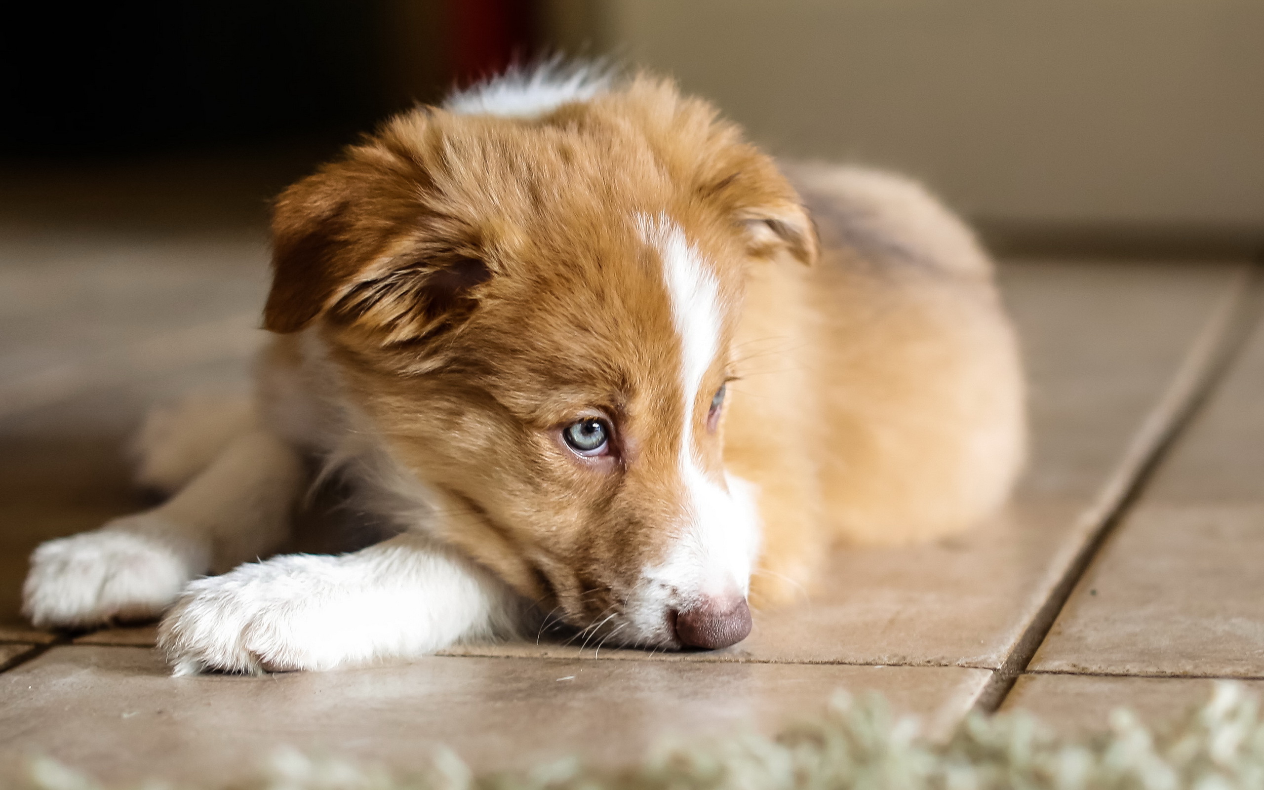 桌面上的壁纸羊毛 幼犬 枪口