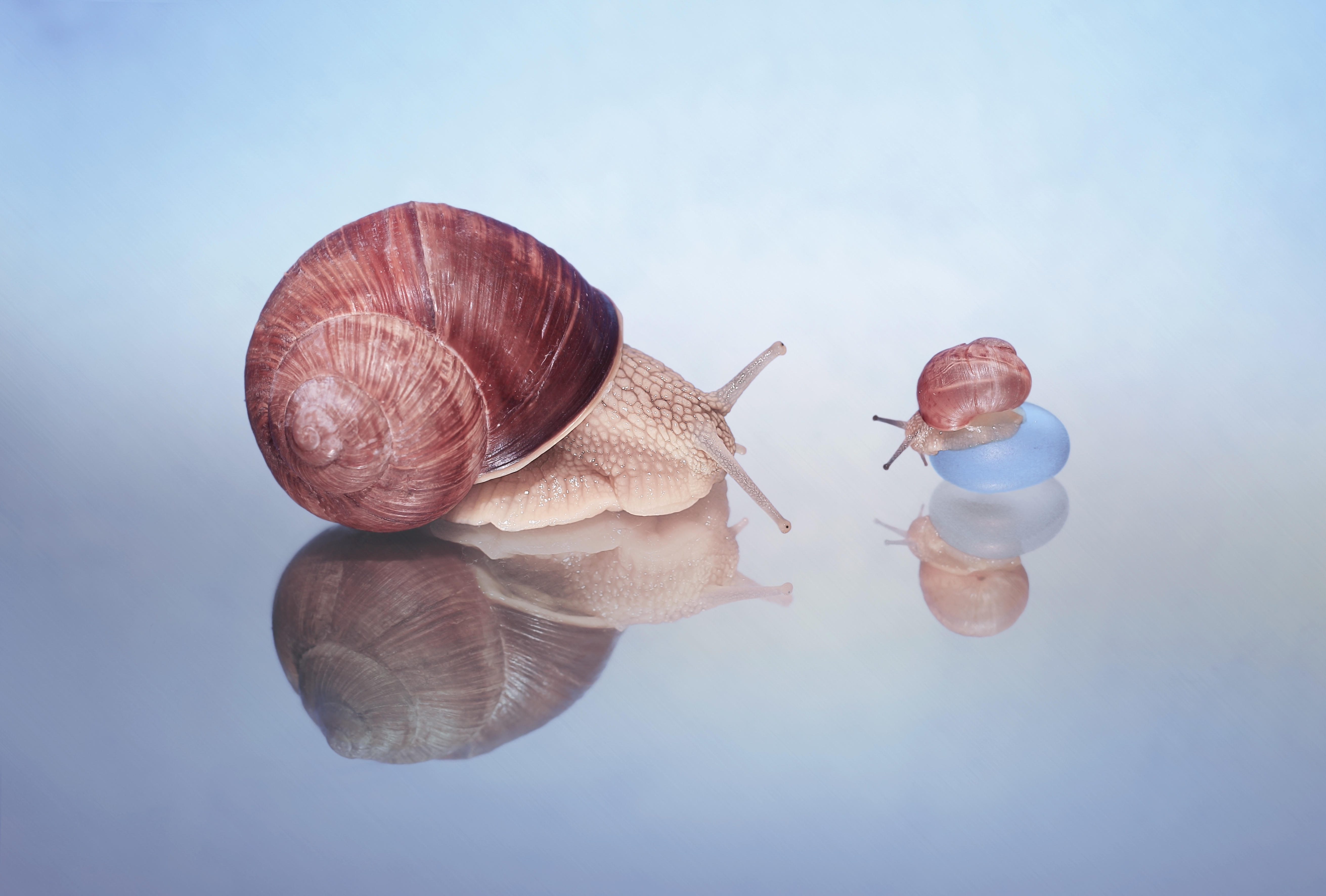 Wallpapers gastropods macro snails on the desktop