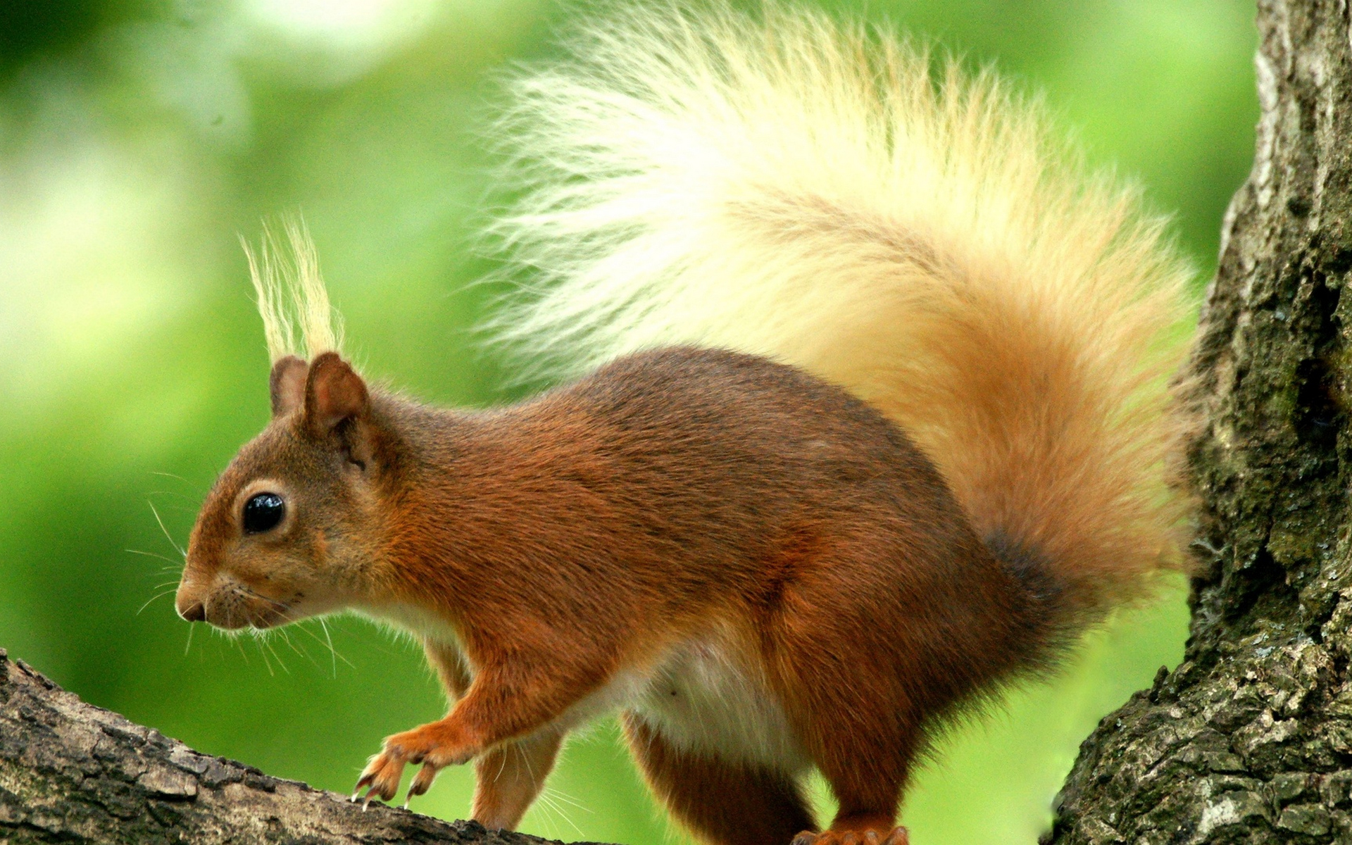 Wallpapers squirrel ears tassels on the desktop