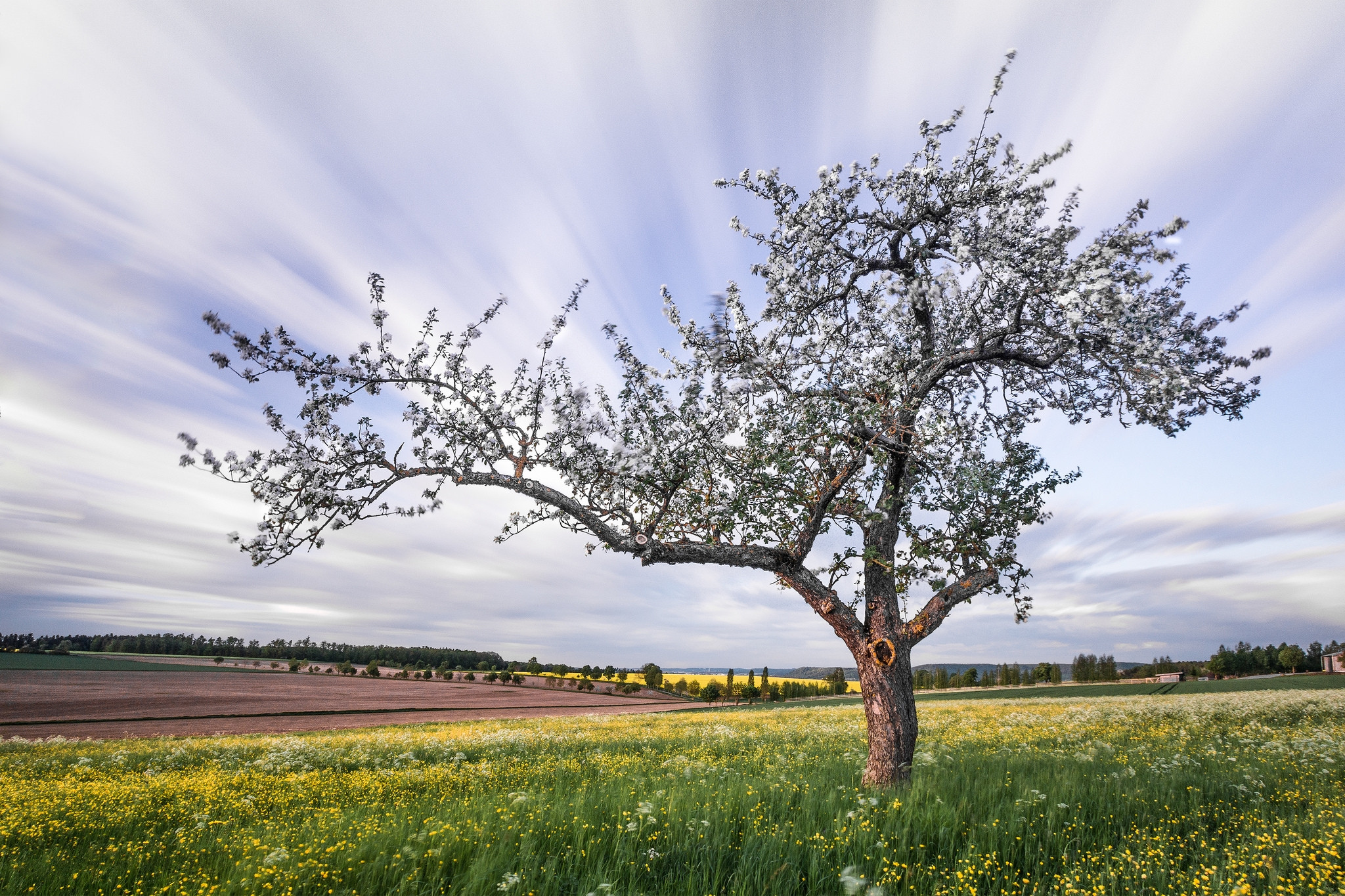 Wallpapers field tree bloom on the desktop