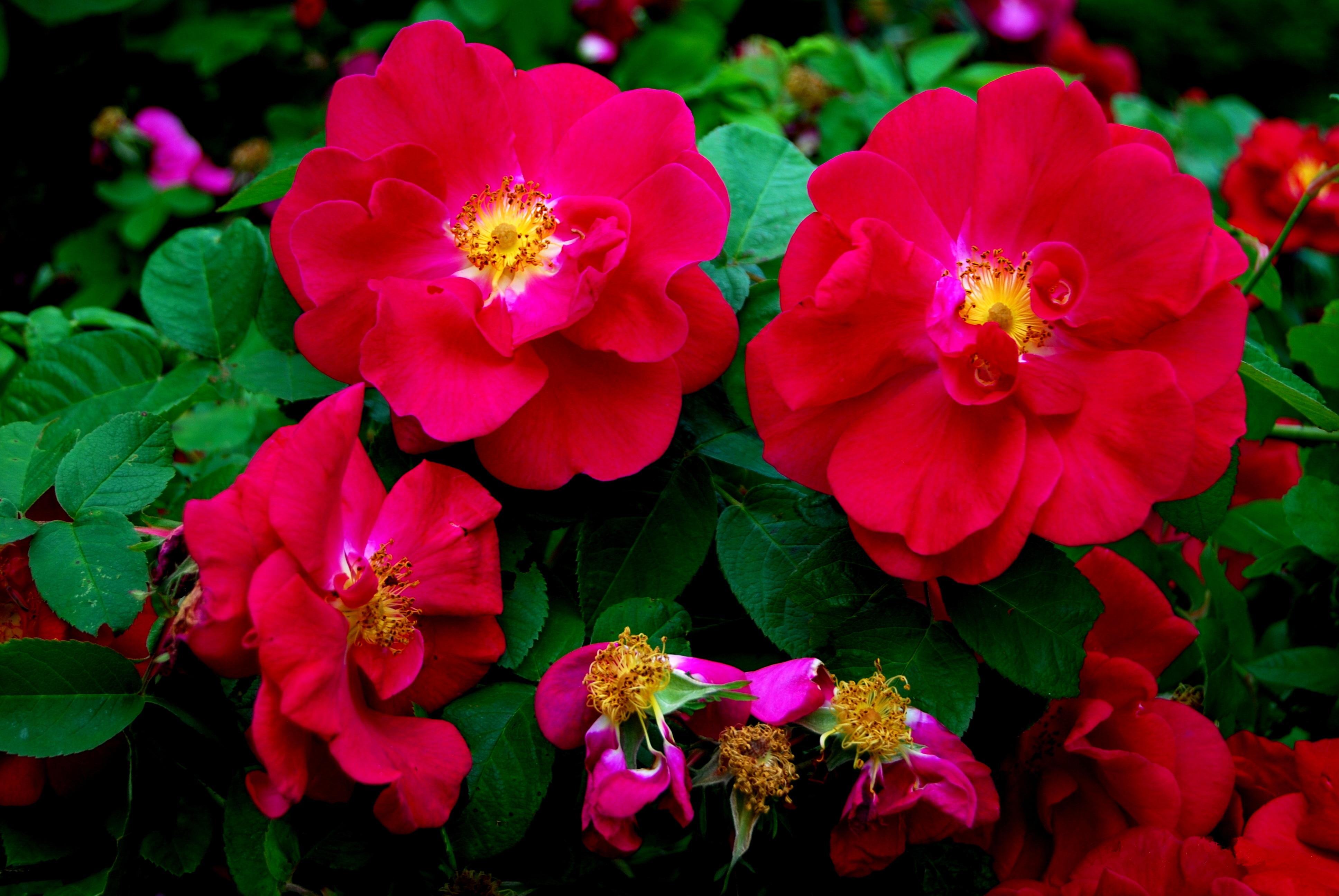 Обои флора цветы красные цветы на рабочий стол