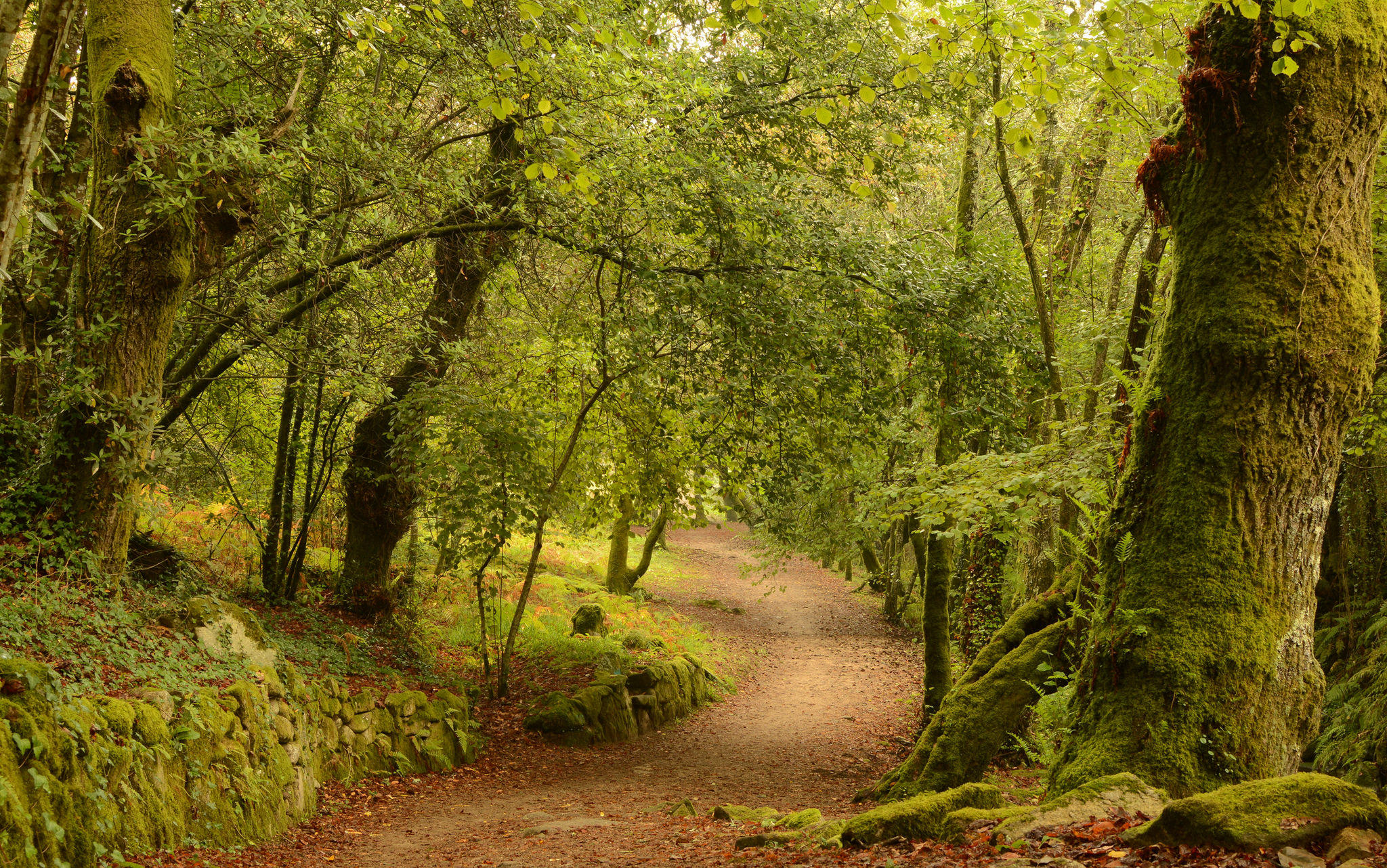 Wallpapers Spain landscape trees on the desktop