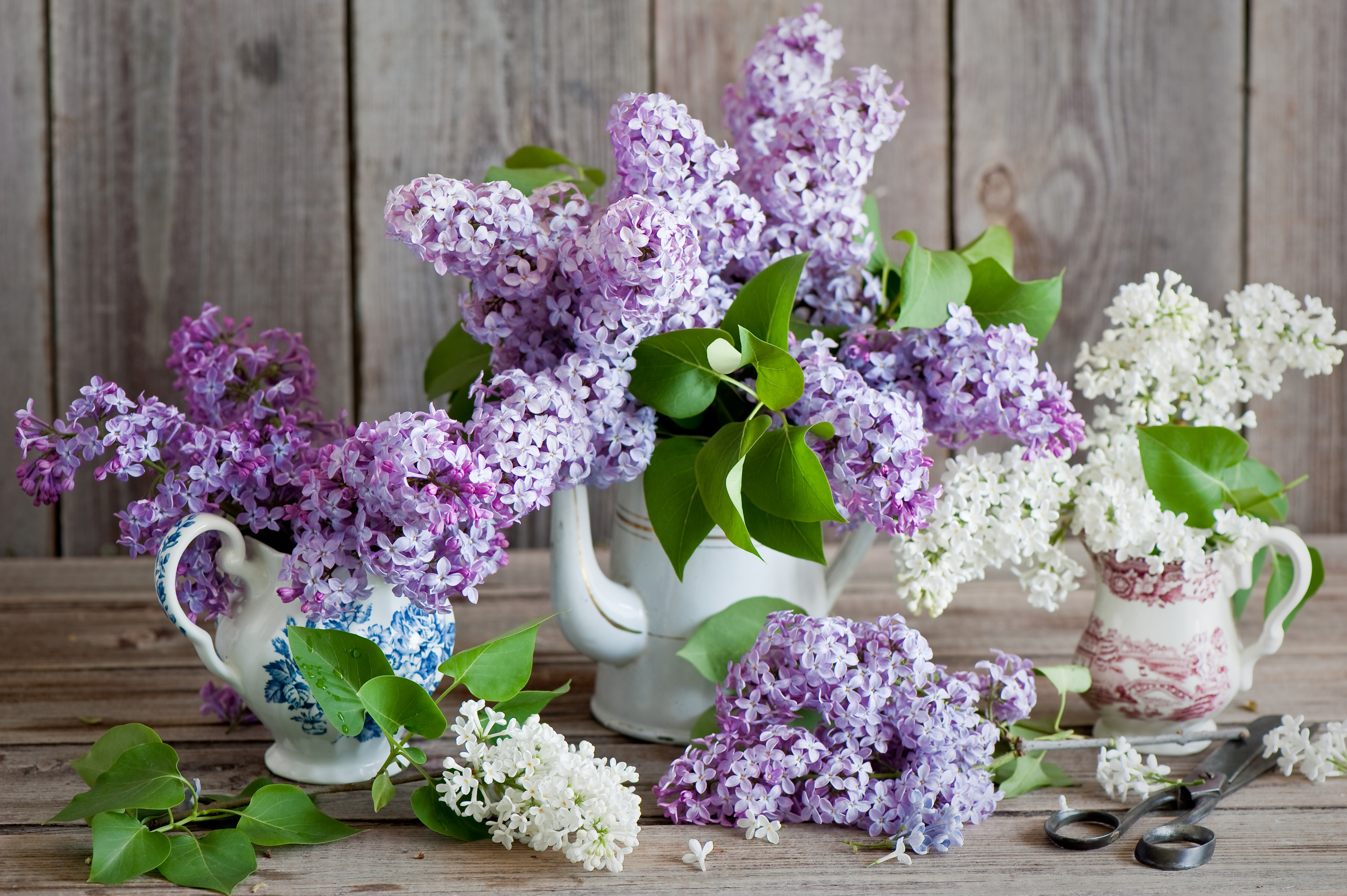 桌面上的壁纸静物 鲜花 紫花