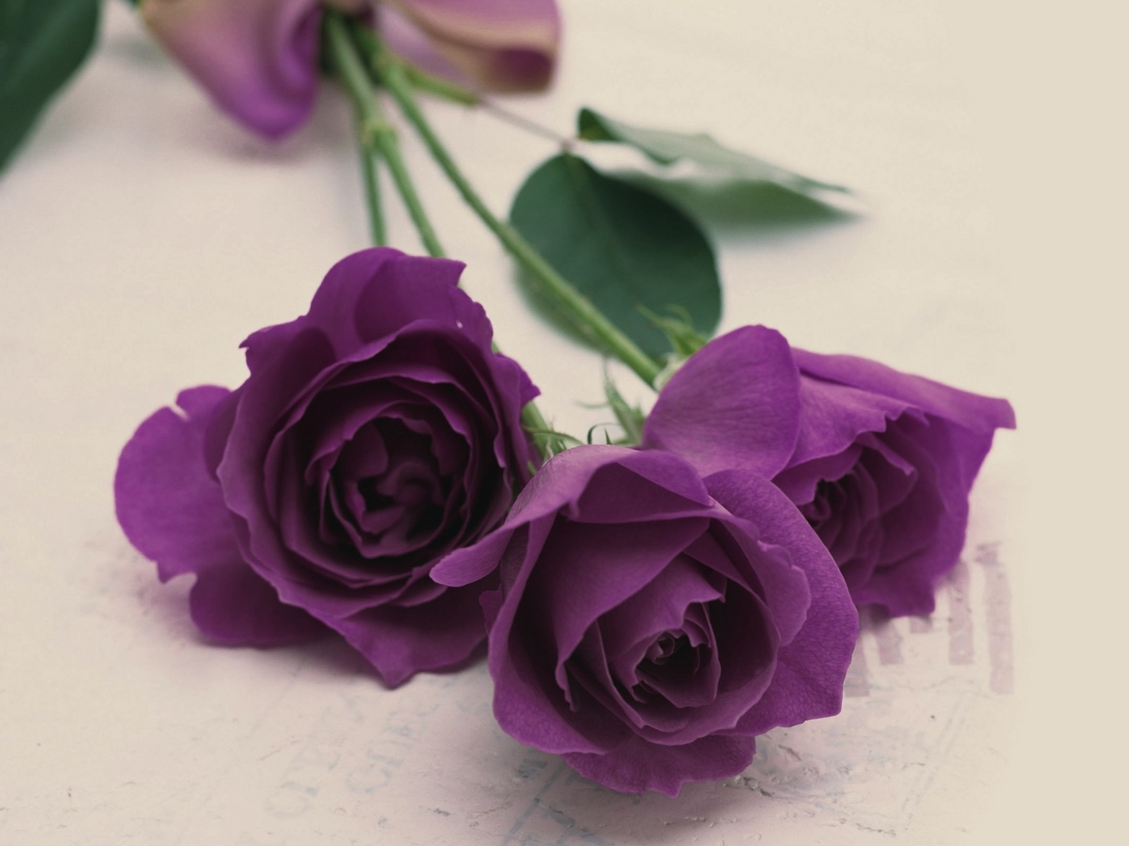 Purple roses