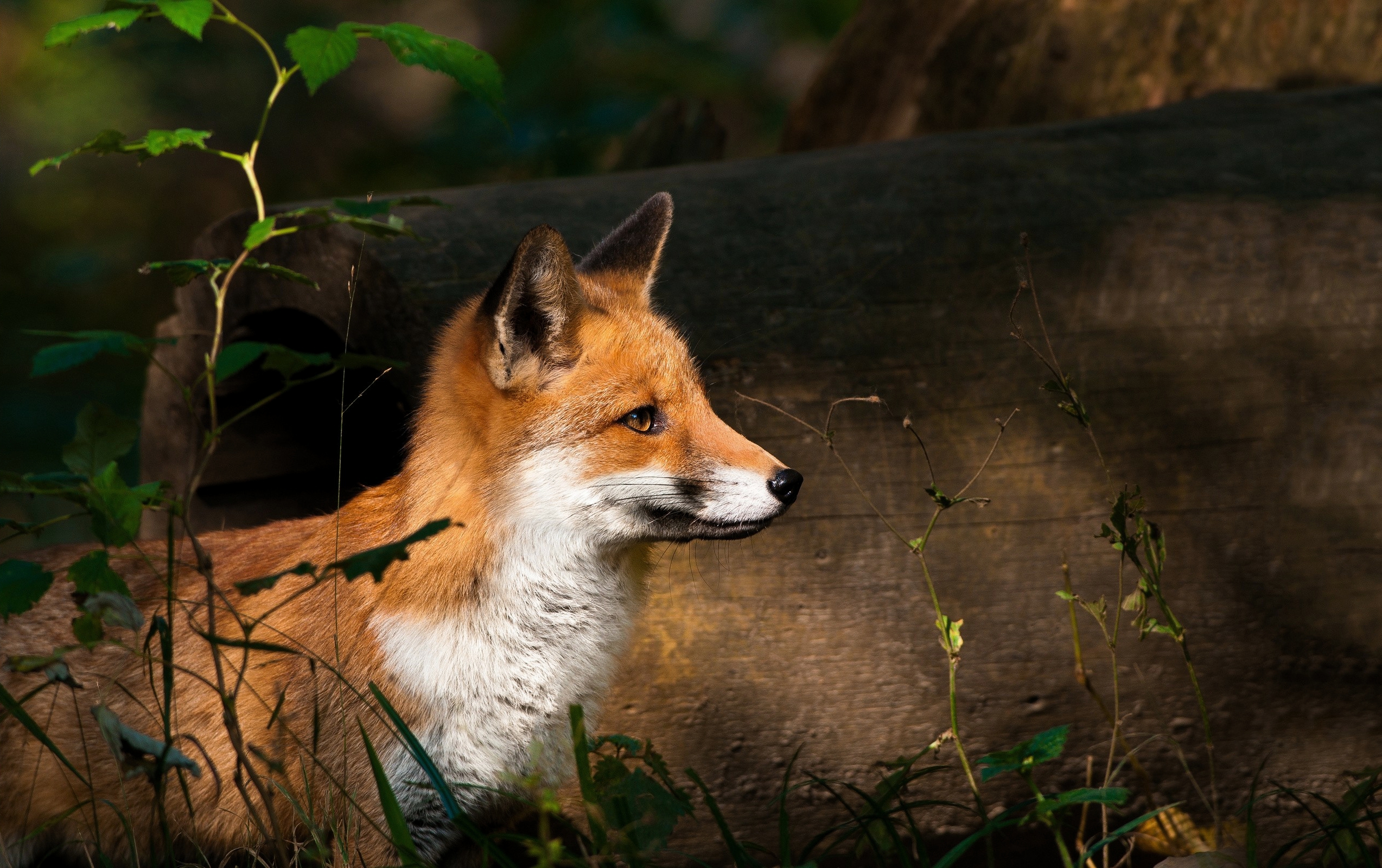 An ordinary fox in a forest thicket