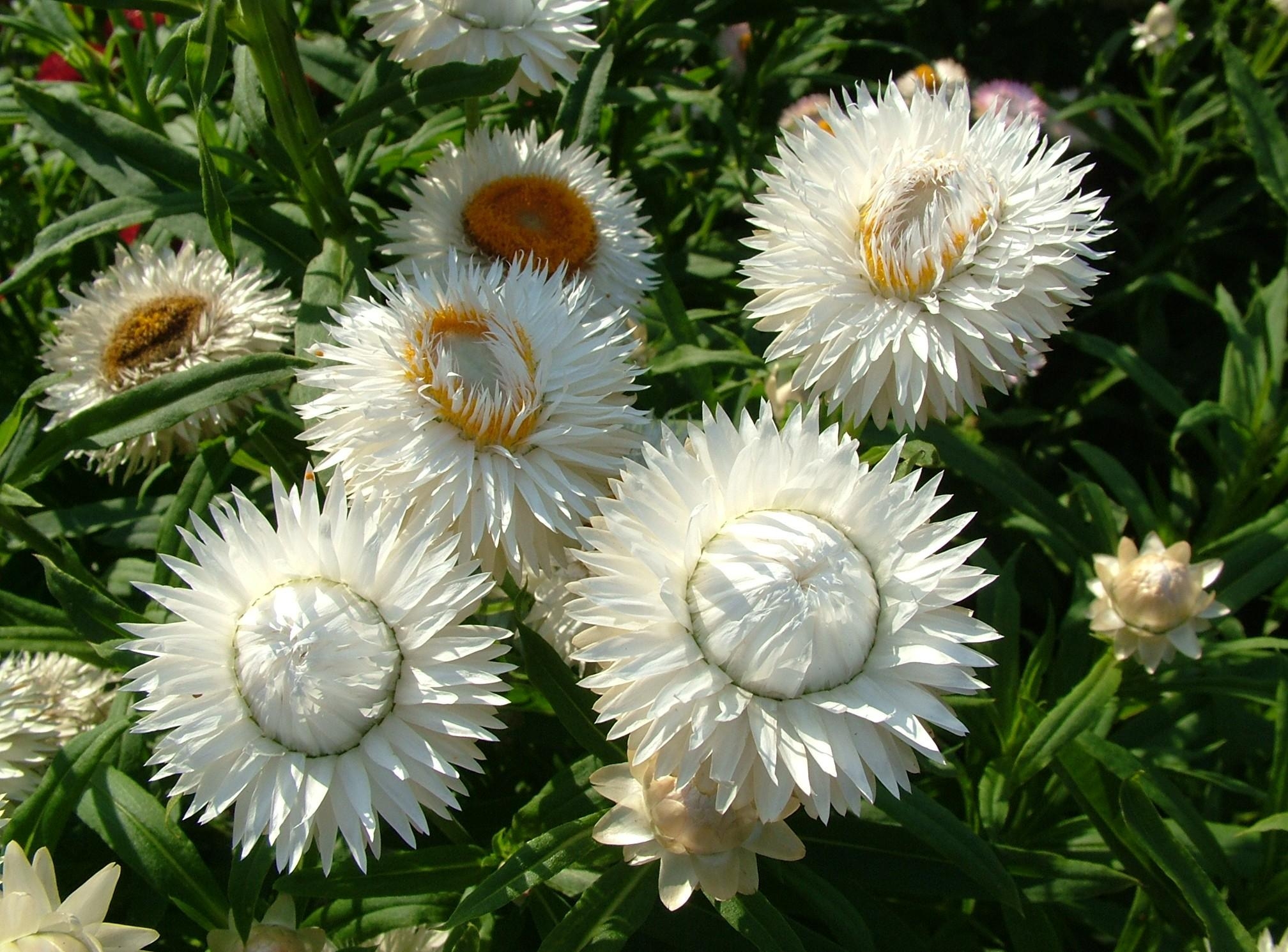 Белые цветы гелихризума прицветникового с желтыми сердцевинами