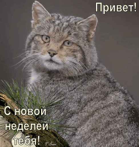 Открытка на тему понедельник природа скачать бесплатно