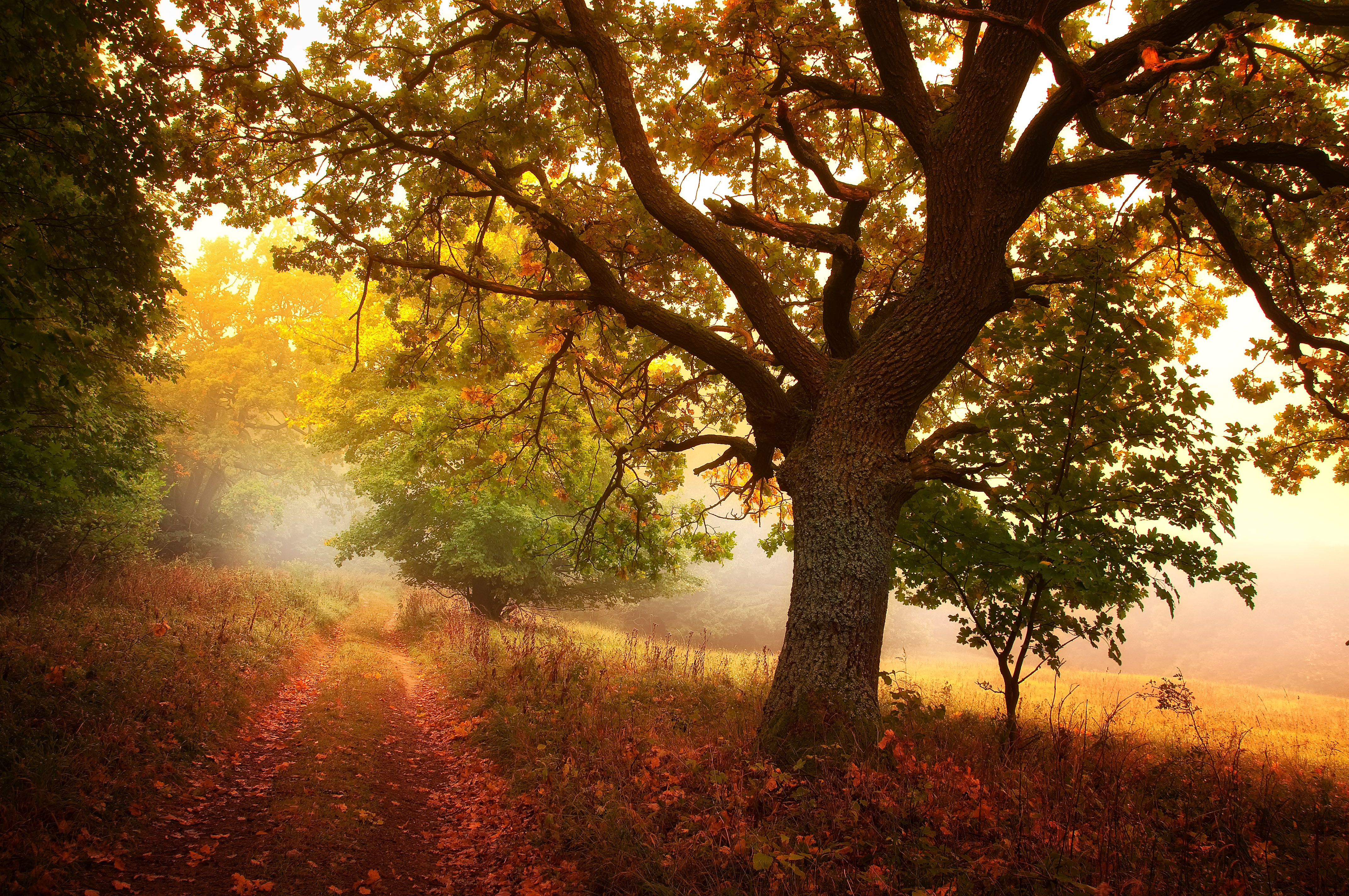 Free photo Autumn mist