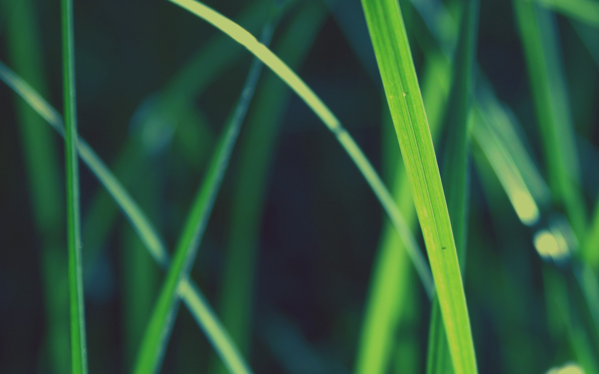 Wallpapers sunlight nature grass on the desktop